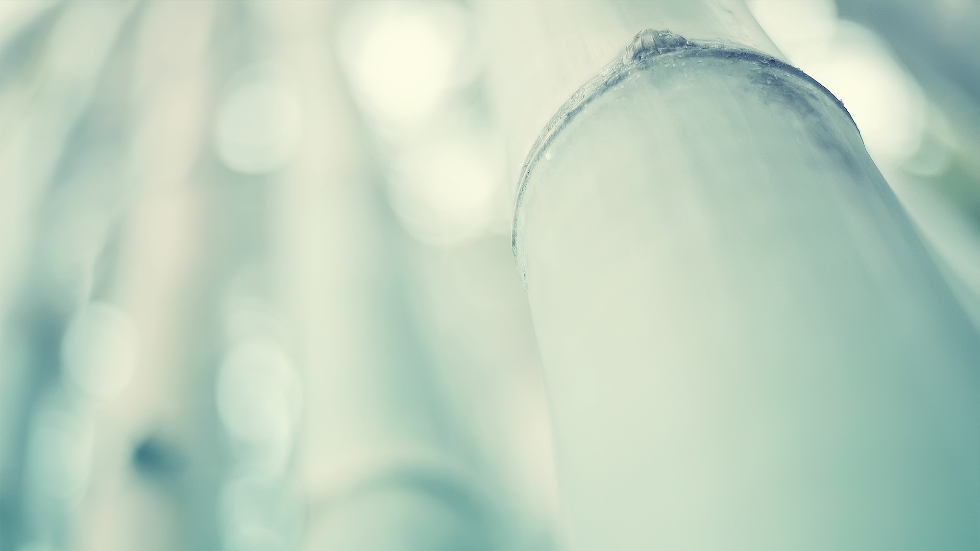 Close-up of bamboo with soft light and bokeh HD Wallpaper