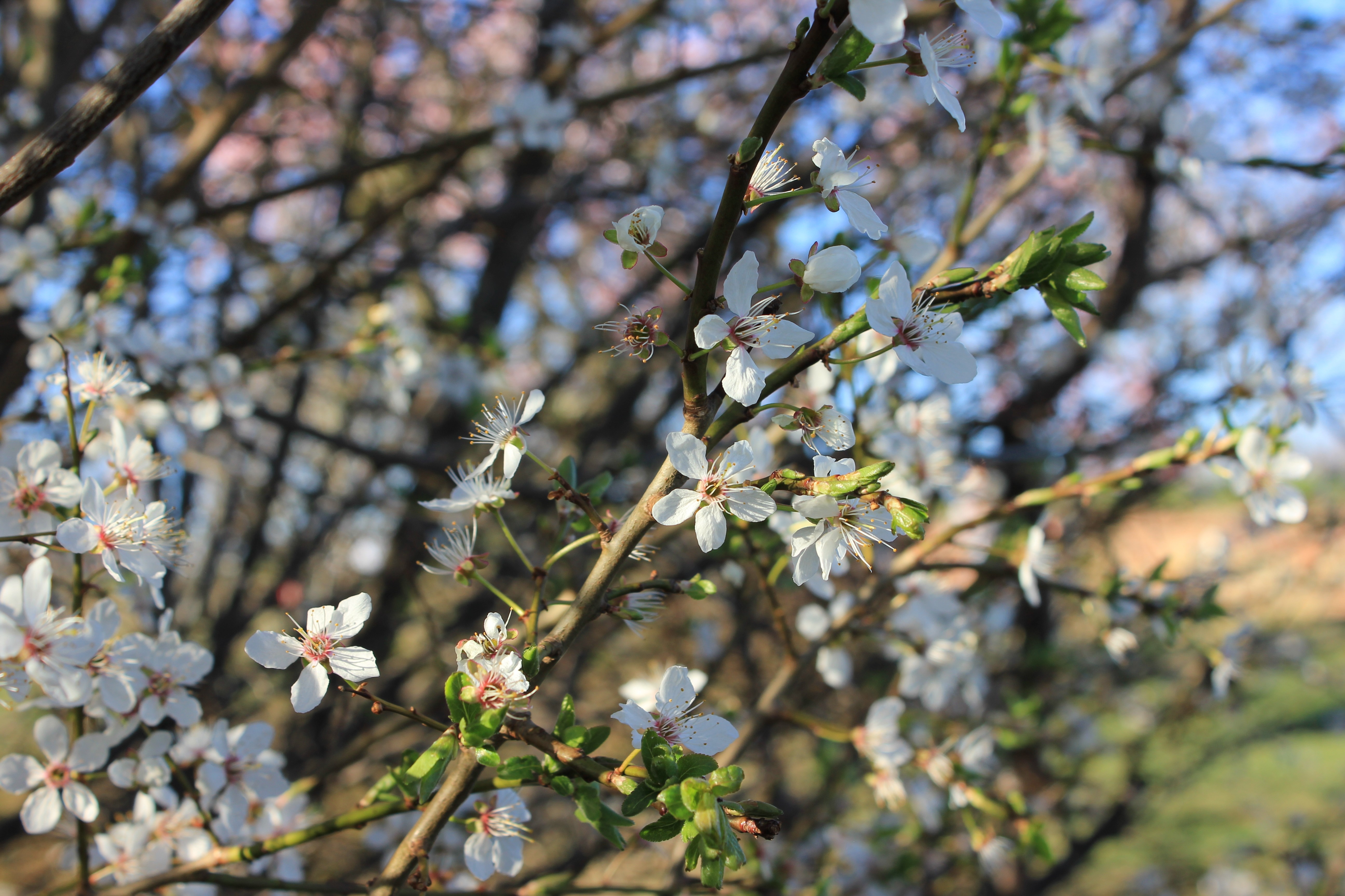 White flowers on a tree branch in spring HD Wallpaper