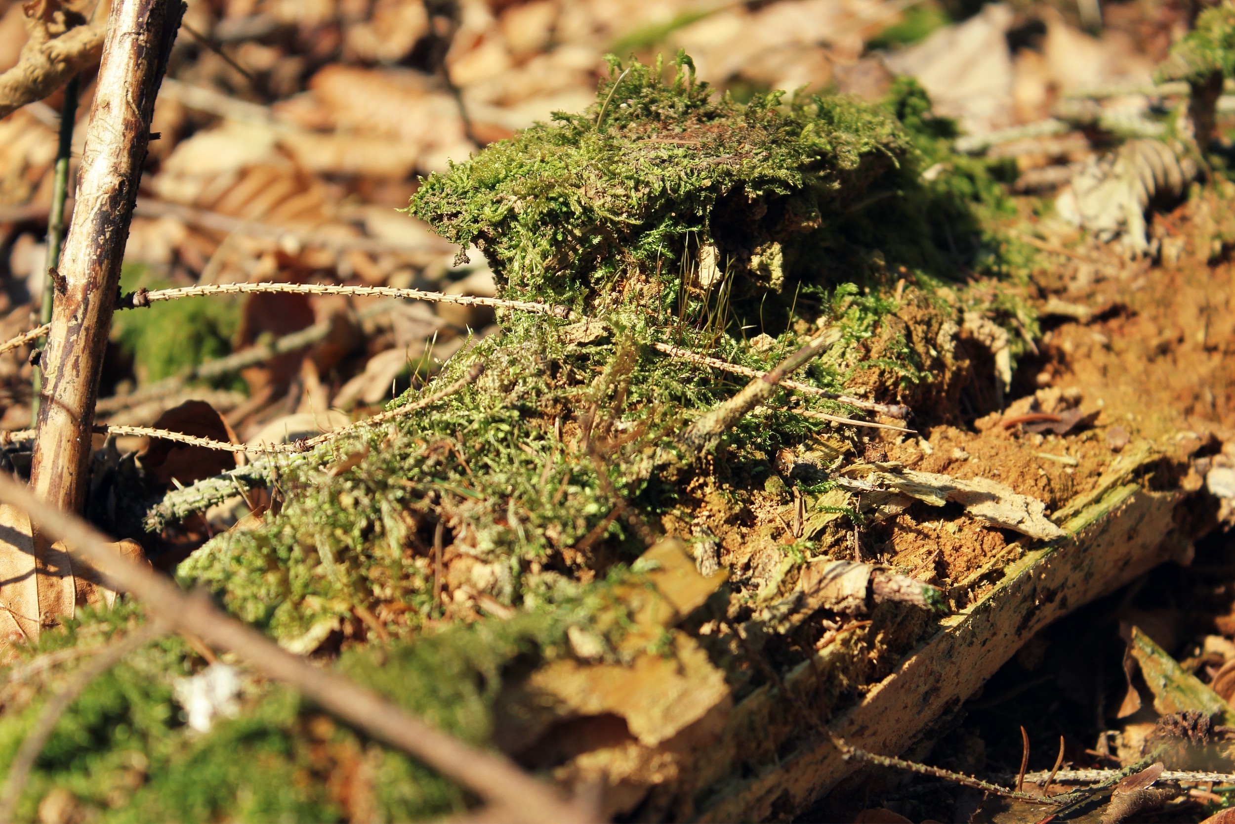 Mossy log on the forest floor with fallen leaves HD Wallpaper
