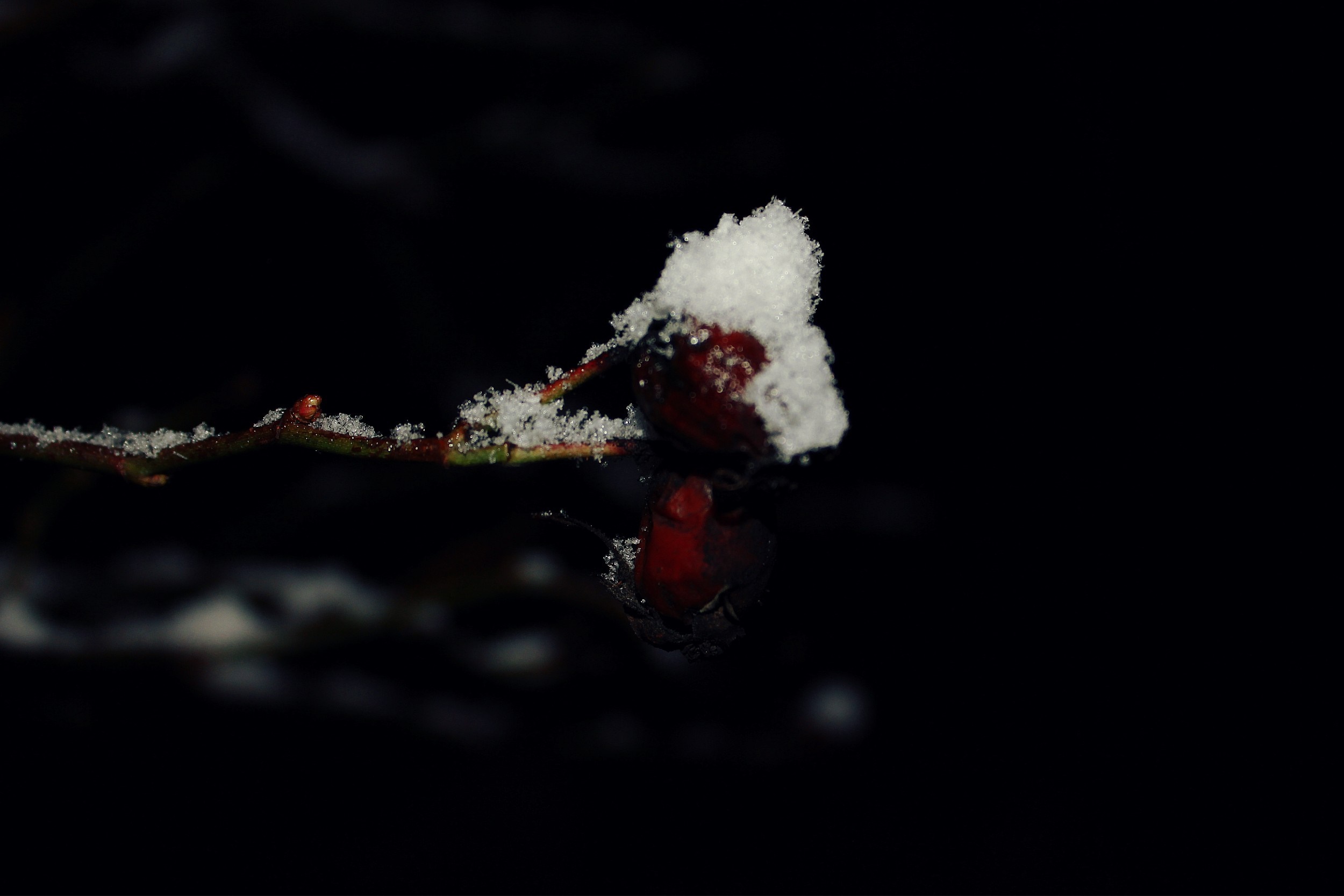 Red berries covered in snow on a dark background HD Wallpaper