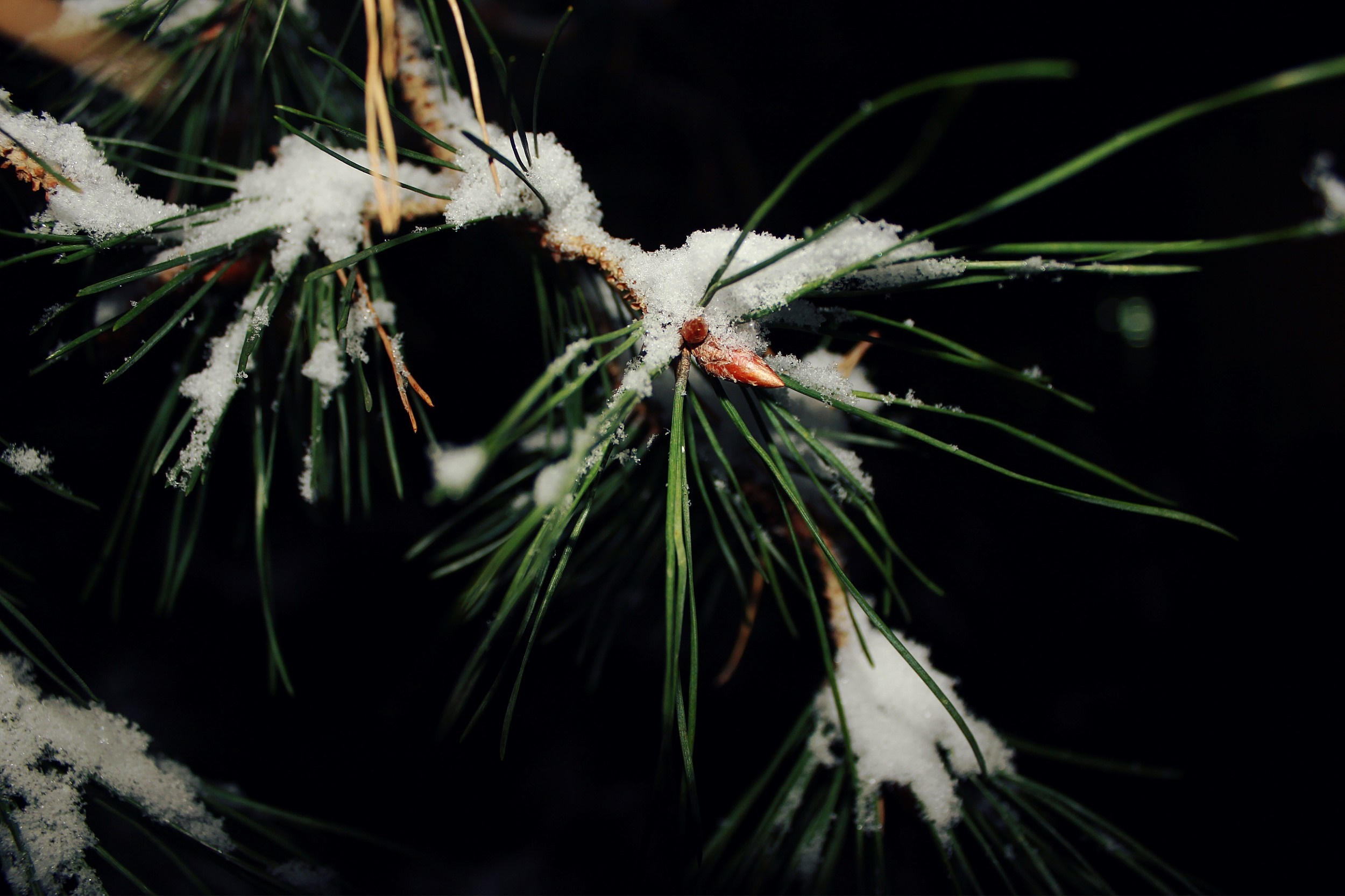 Pine branch with snow HD Wallpaper