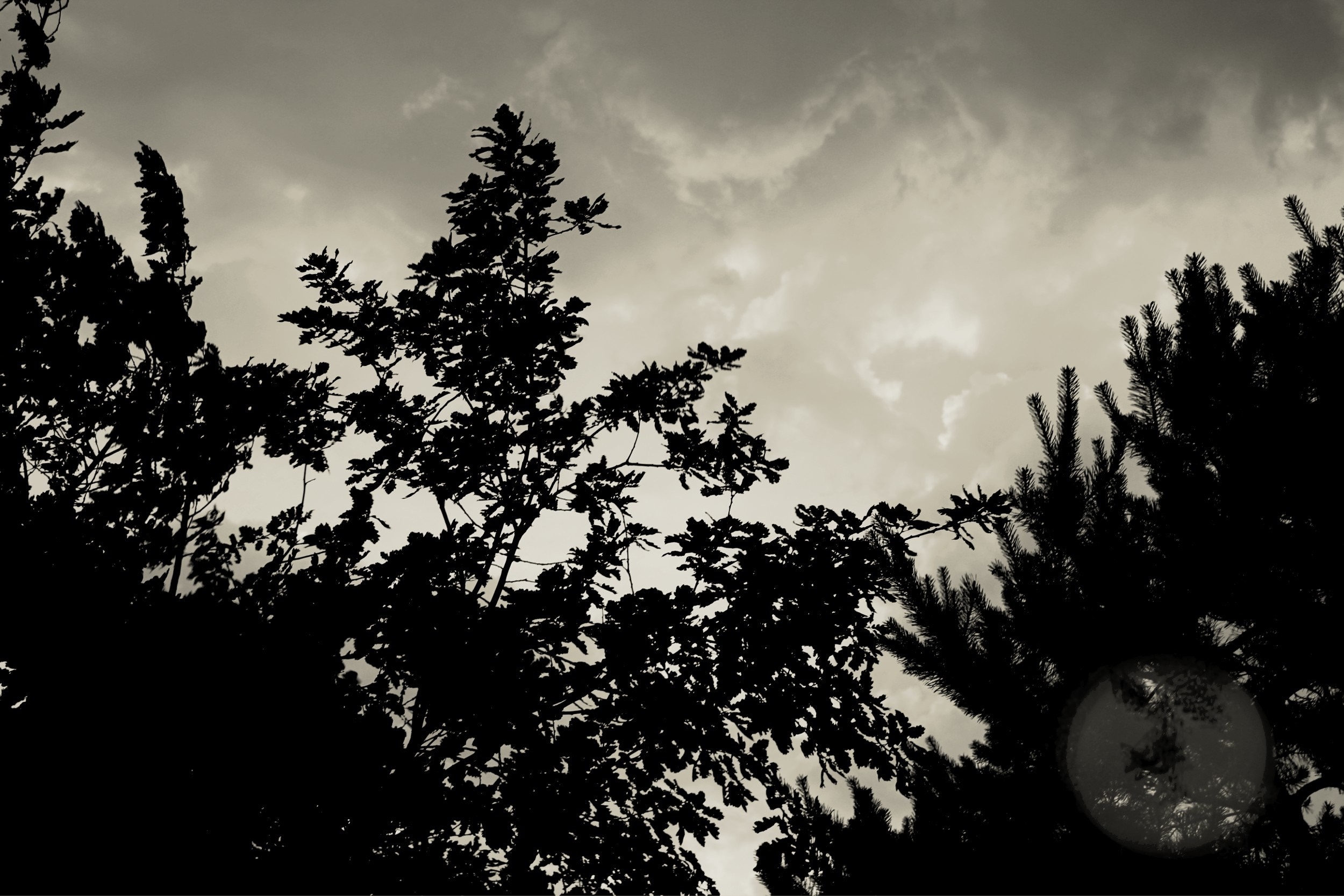 Silhouettes of trees against a cloudy sky HD Wallpaper