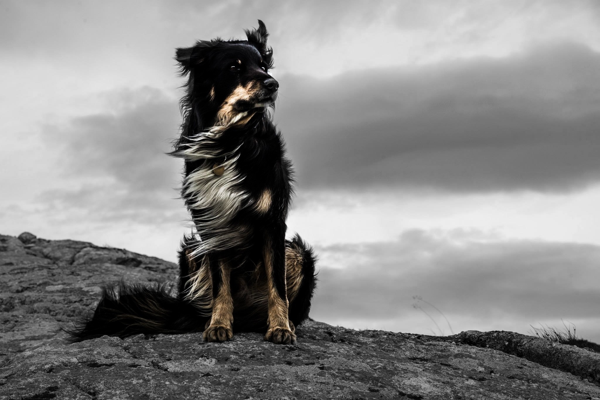 Black and tan dog sitting on rocks HD Wallpaper