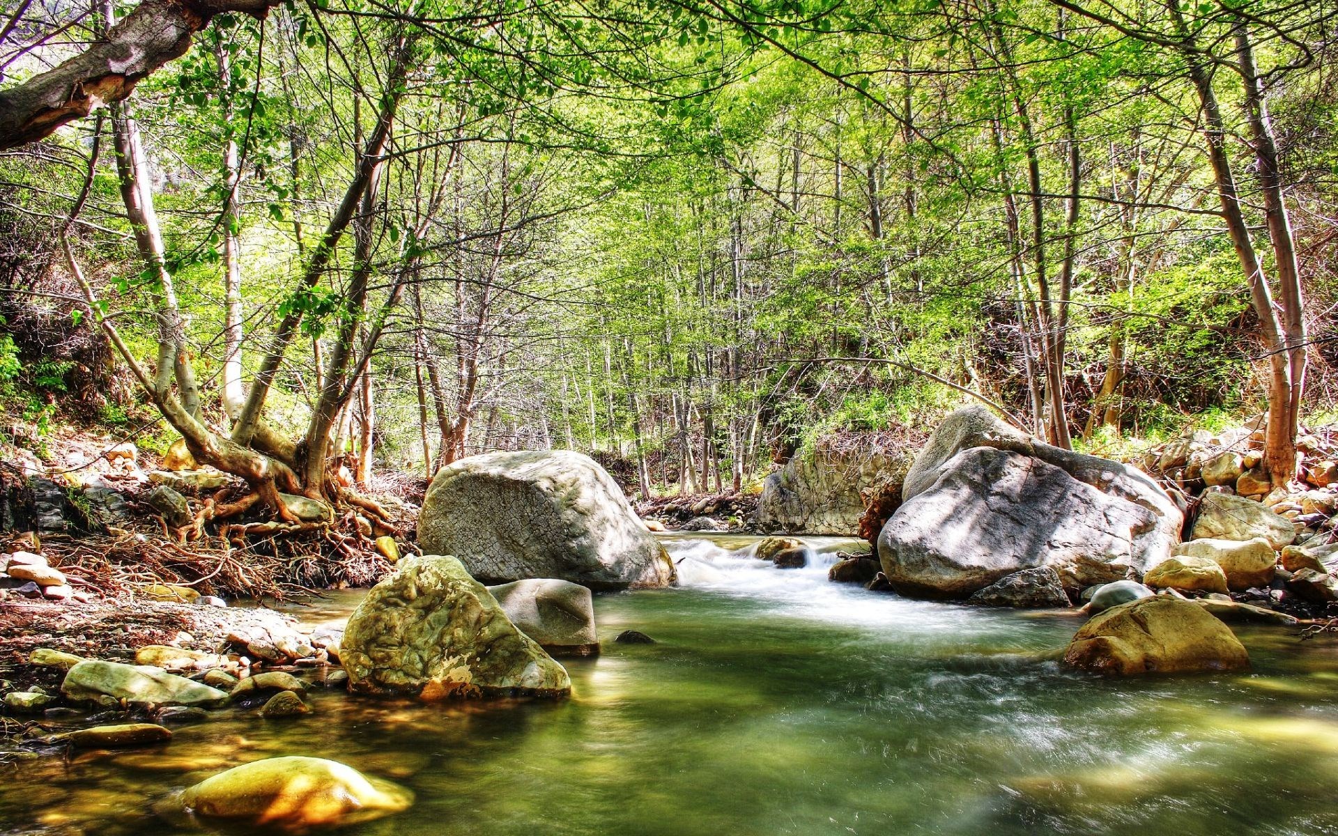 A forest stream flows over rocks surrounded by trees. HD Wallpaper