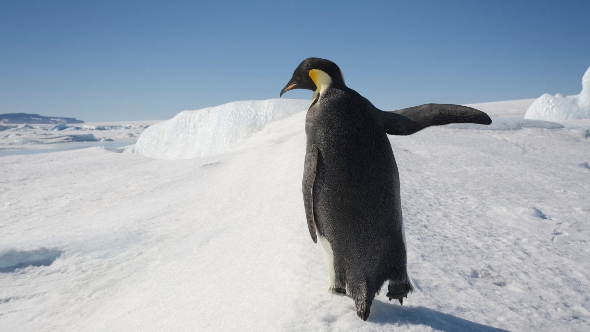 Emperor penguin standing on ice in Antarctica HD Wallpaper