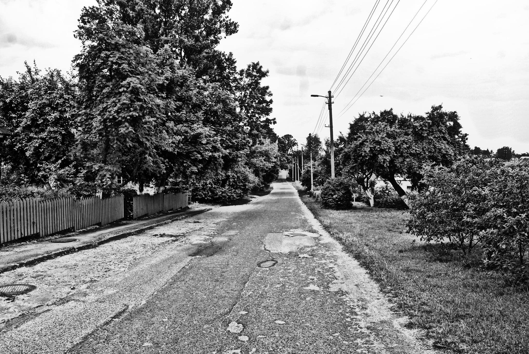 Monochrome street with trees and power lines HD Wallpaper