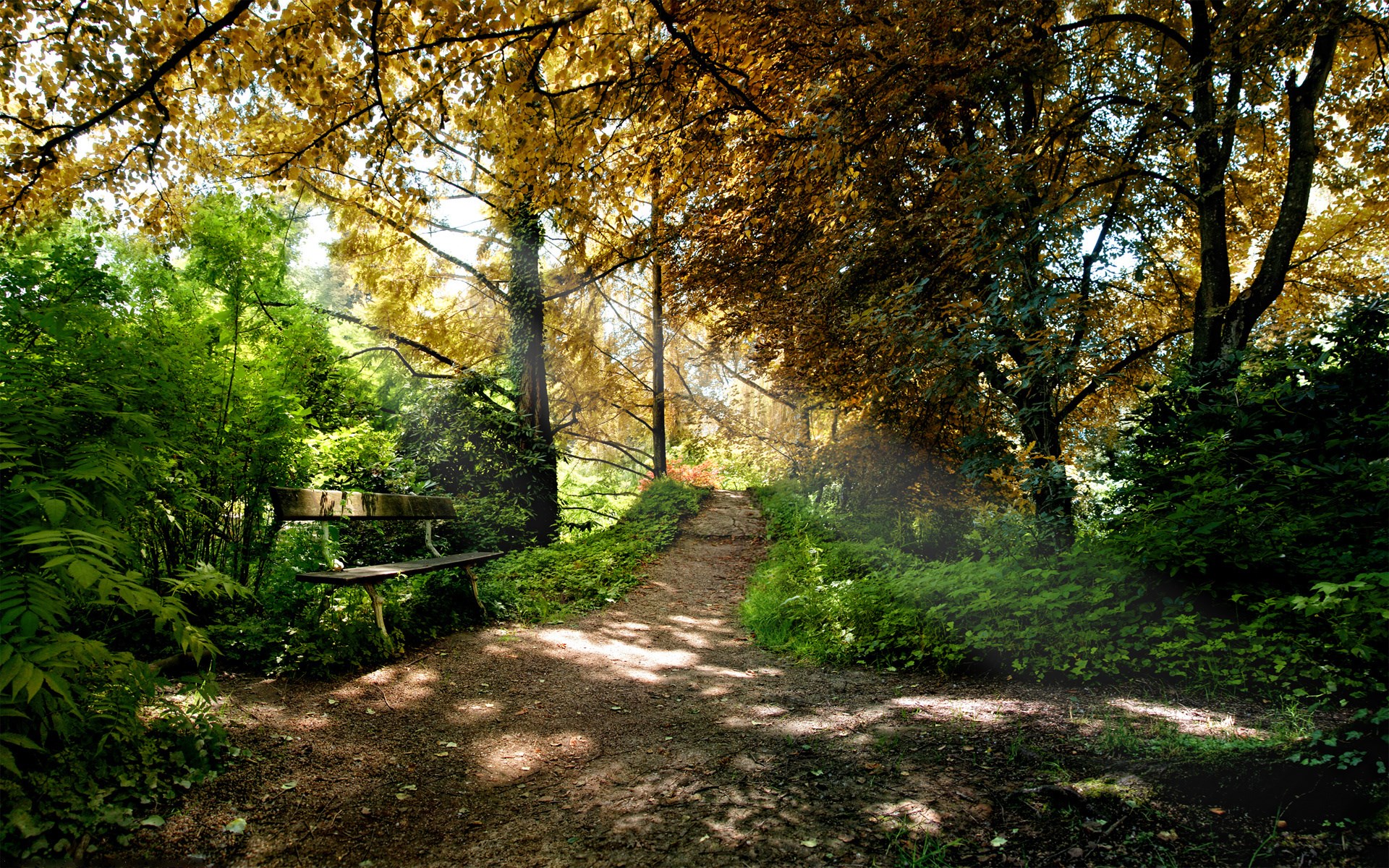 Park bench on a path in a sunlit forest HD Wallpaper