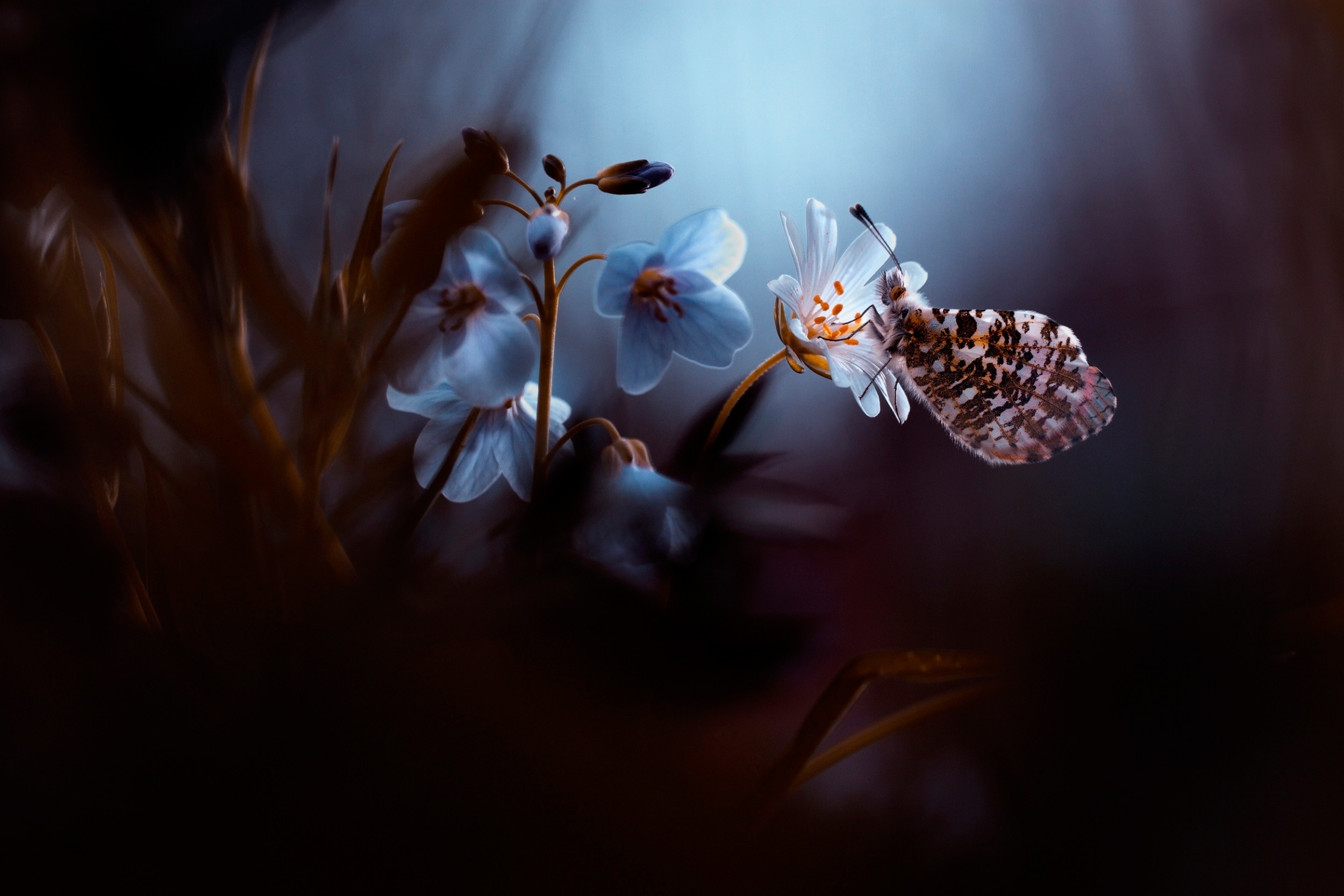 Butterfly on a white flower with blue flowers HD Wallpaper