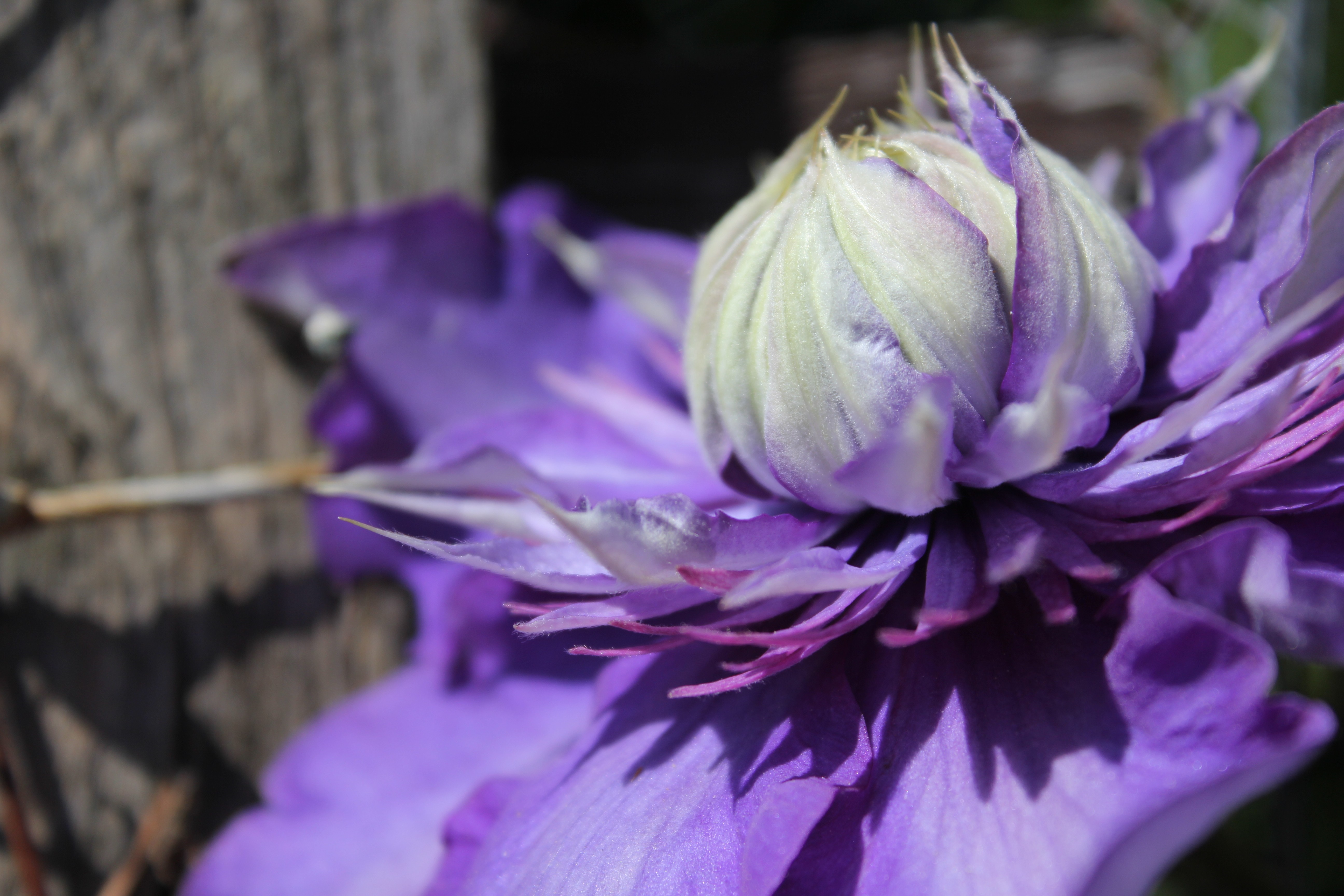 Close-up of a purple clematis flower bud HD Wallpaper