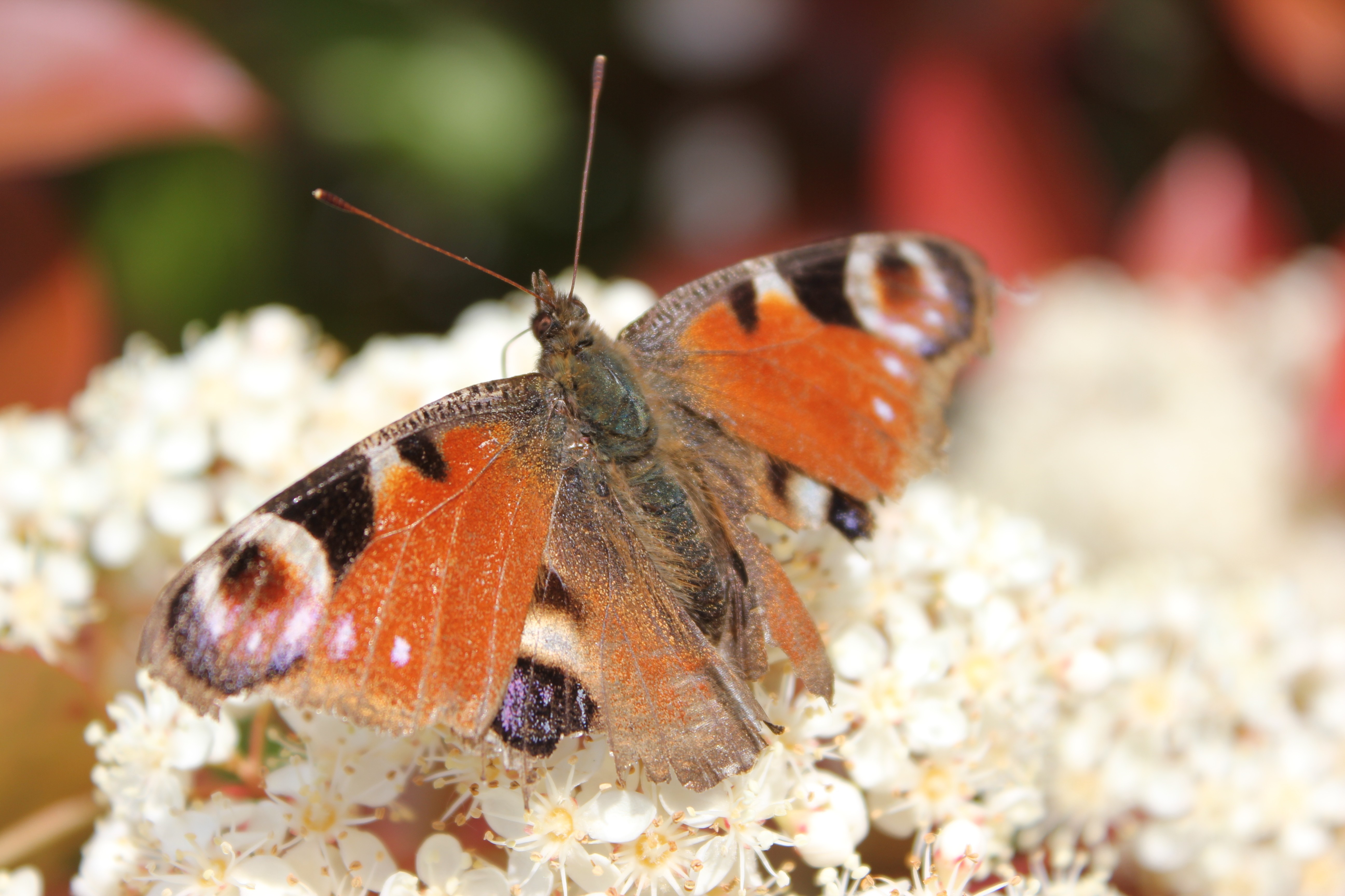 Peacock butterfly on white flowers in Germany HD Wallpaper