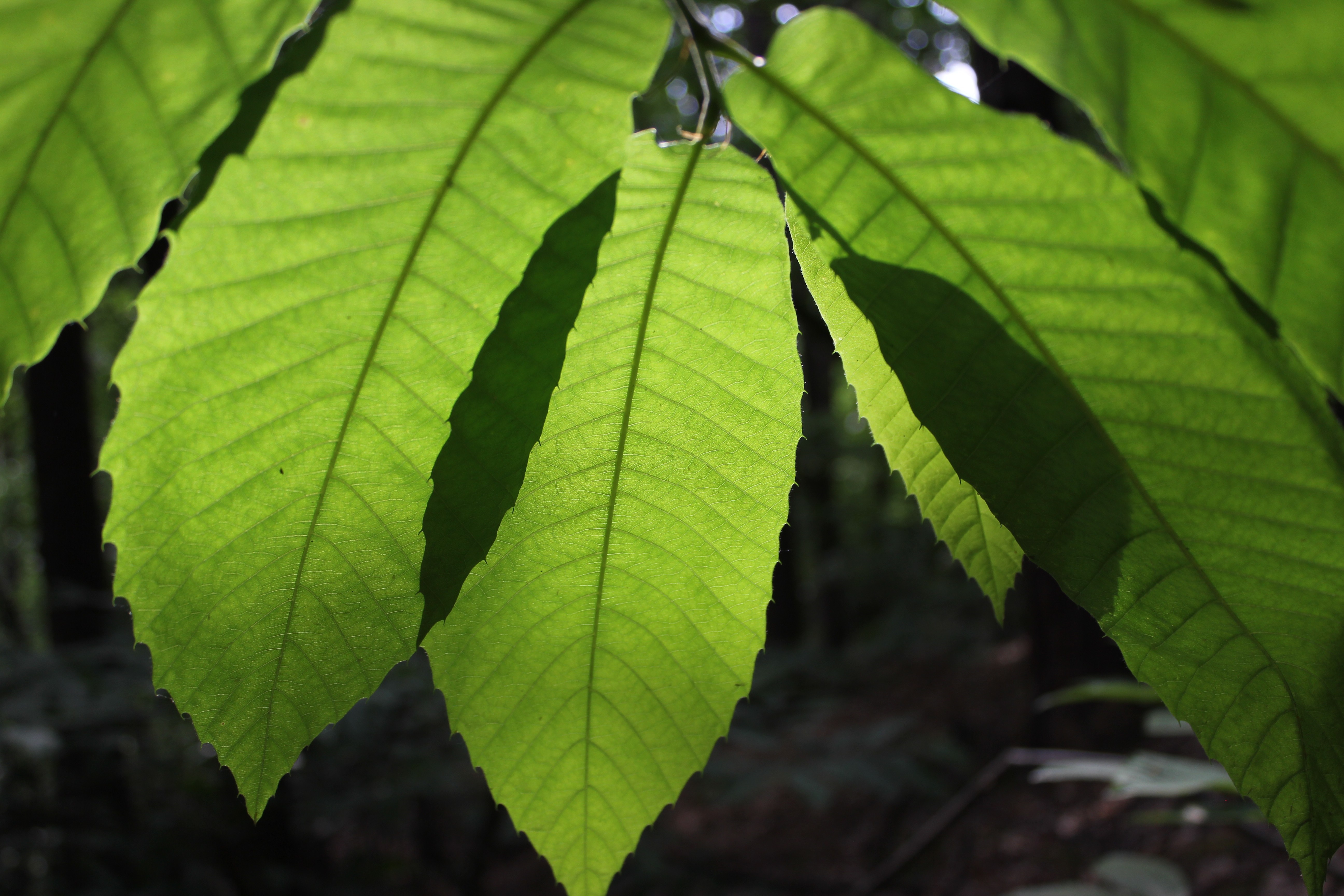 Sunlight filtering through green leaves HD Wallpaper
