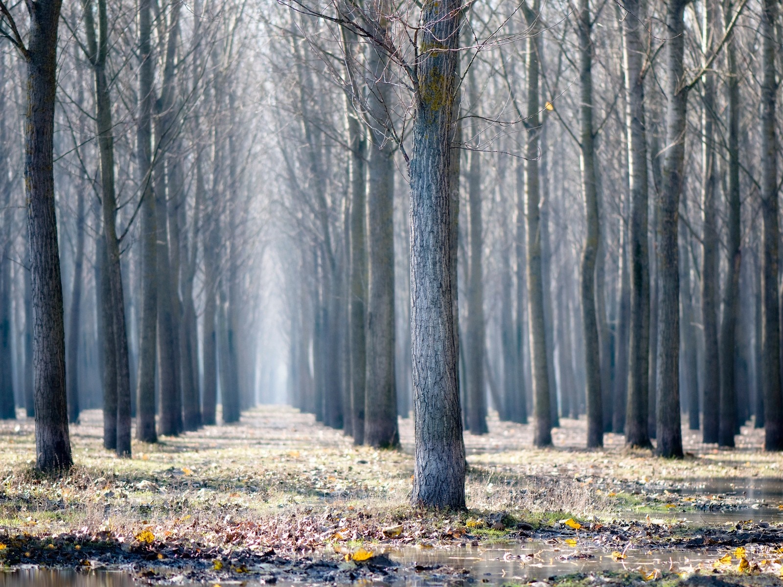 A misty forest path with bare trees in autumn HD Wallpaper