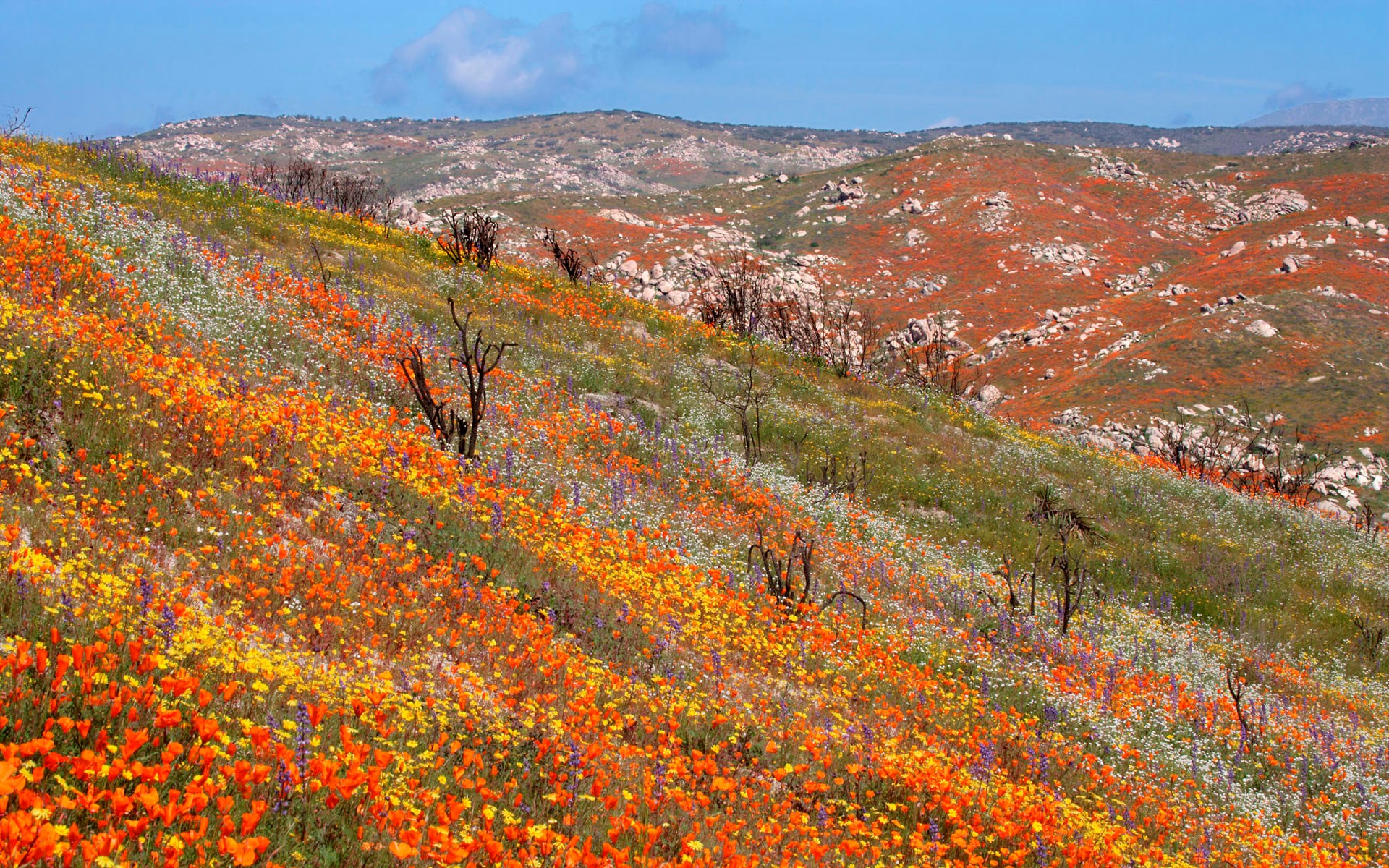 Field of wildflowers on a hillside HD Wallpaper