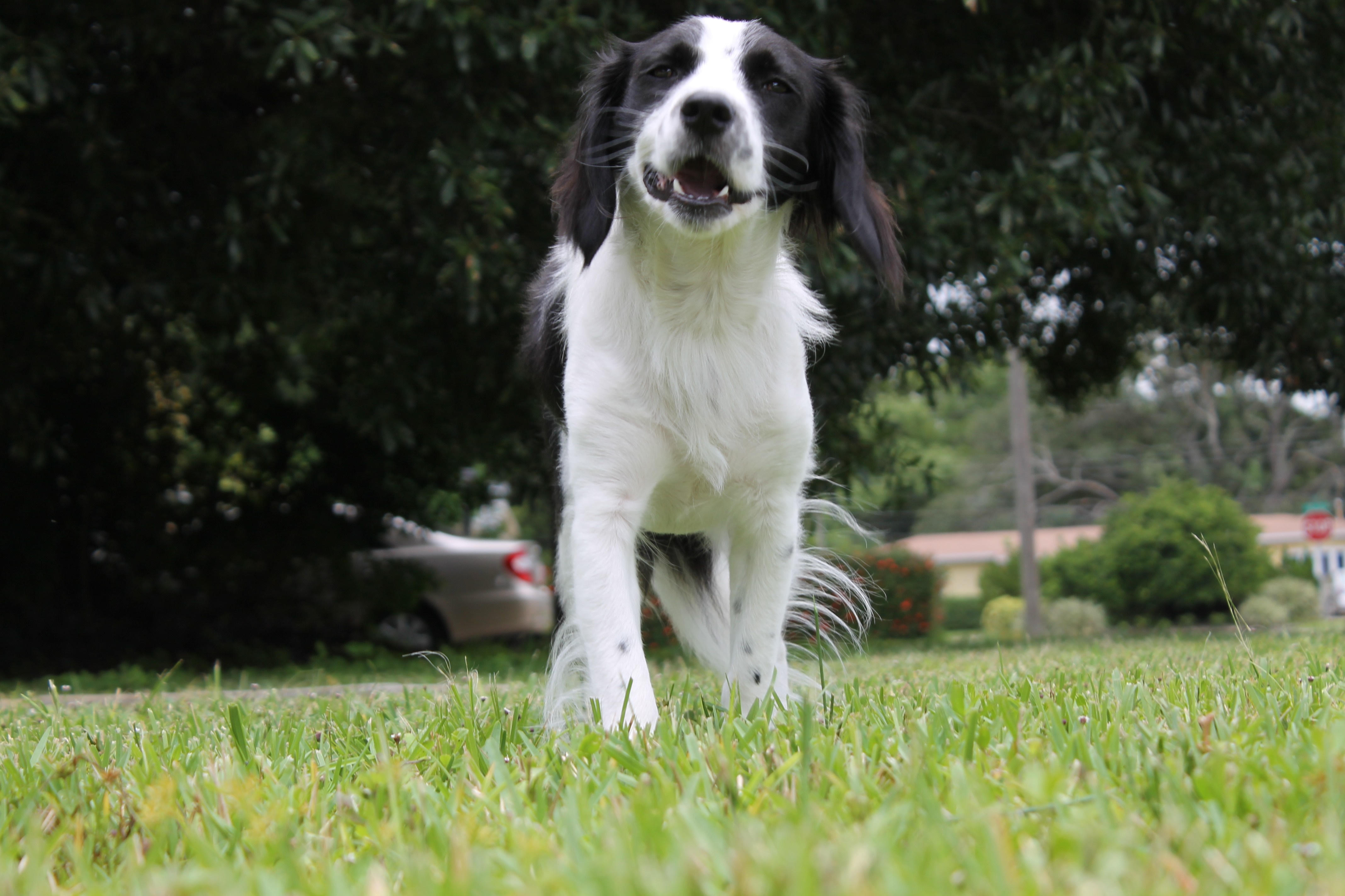 Black and white dog running on grass HD Wallpaper