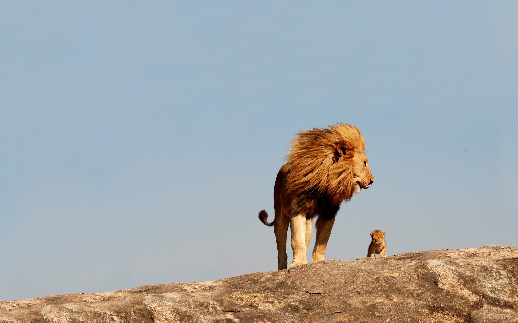 Lion and cub on a rocky outcrop HD Wallpaper