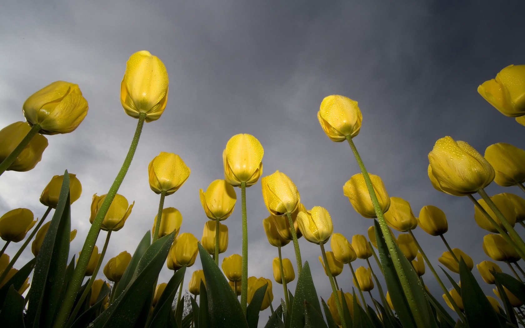Yellow tulips with dew drops against a cloudy sky HD Wallpaper