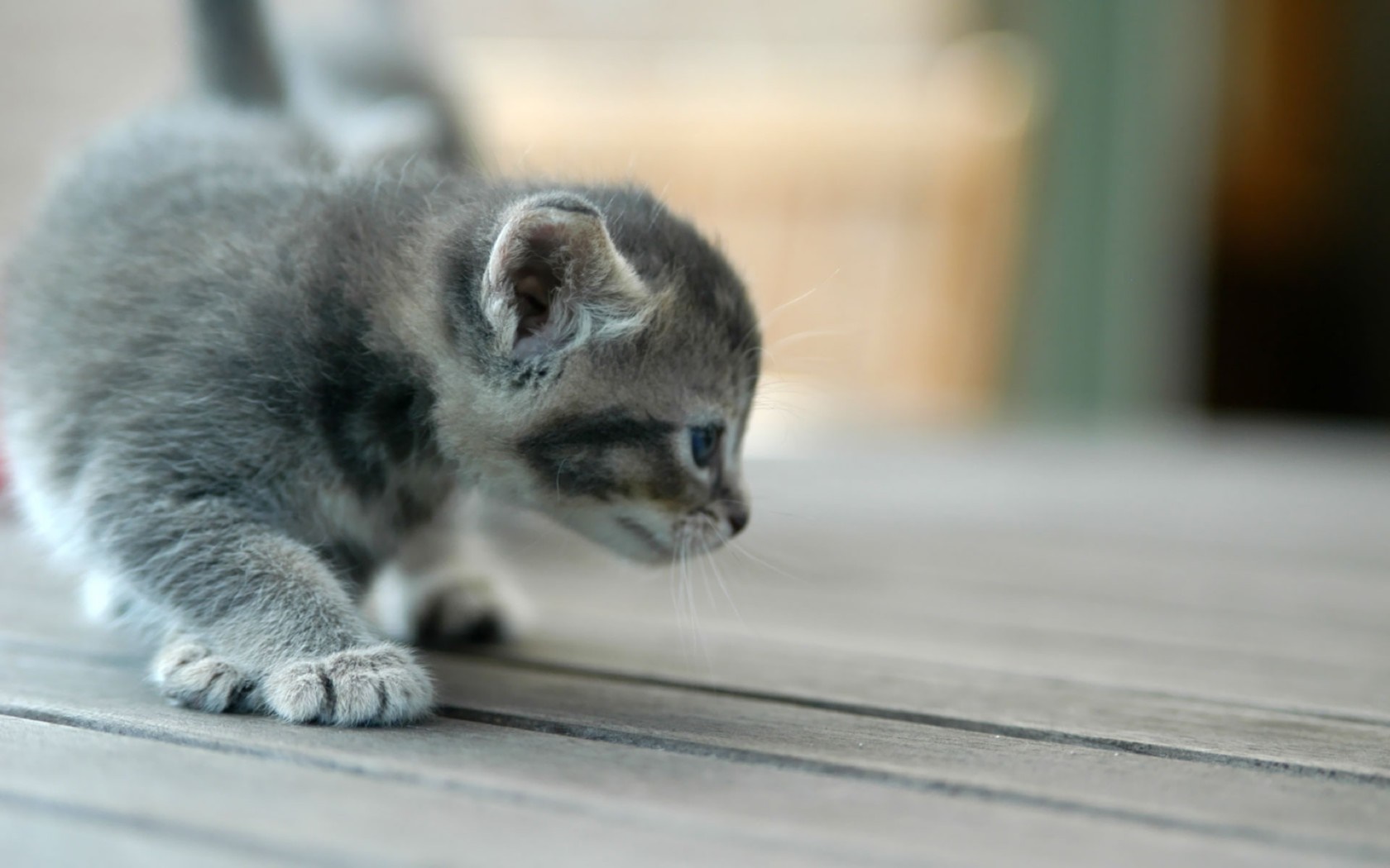 A tiny grey tabby kitten crouches on wooden planks HD Wallpaper