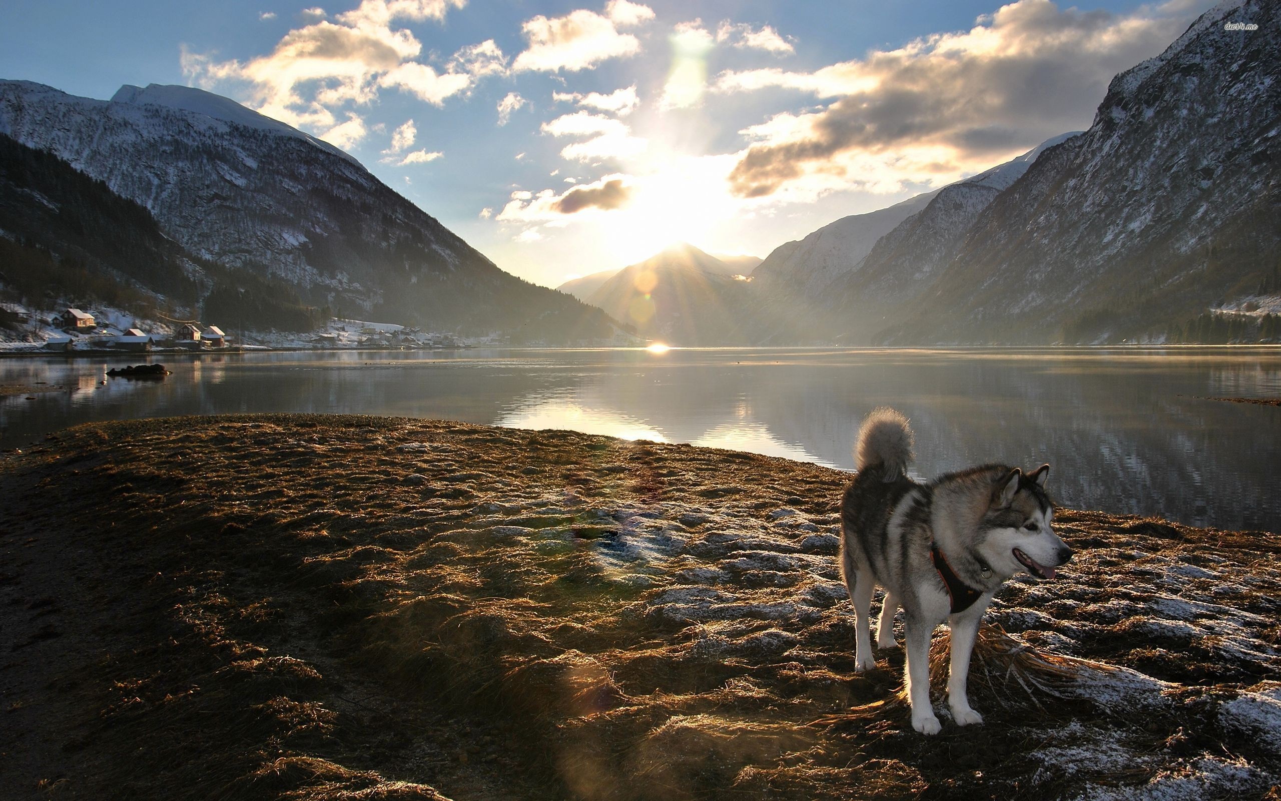 Alaskan Malamute by a Fjord at Sunrise HD Wallpaper