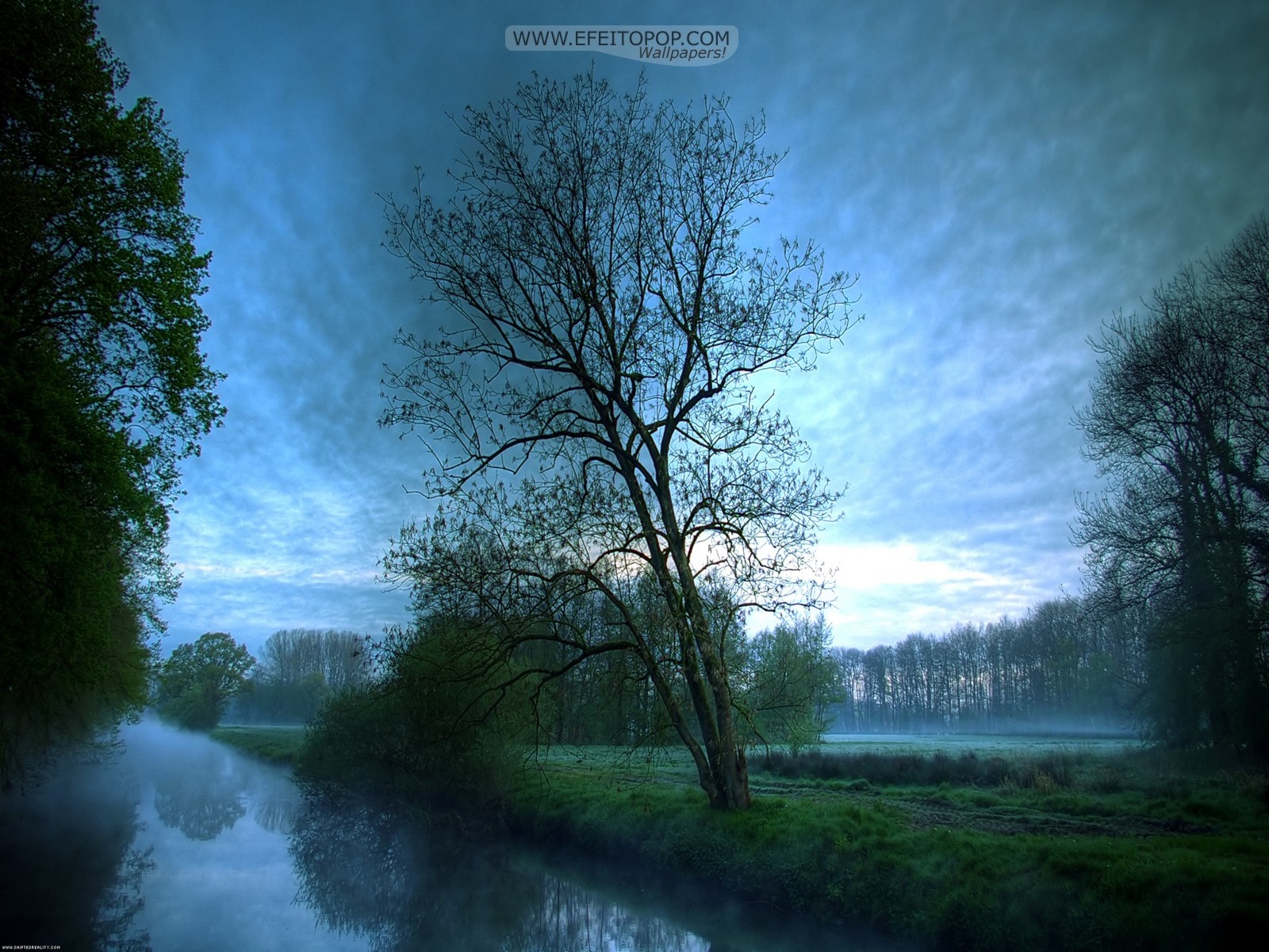 Misty river and trees at dawn HD Wallpaper