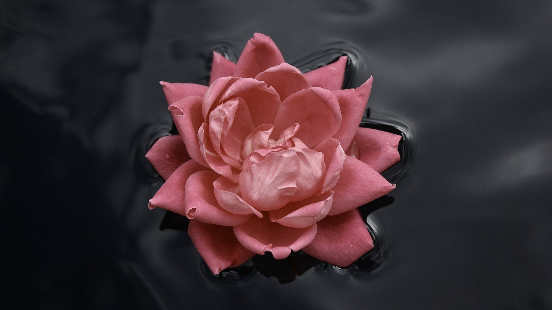 Pink Rose Blossom Floating on Dark Water HD Wallpaper