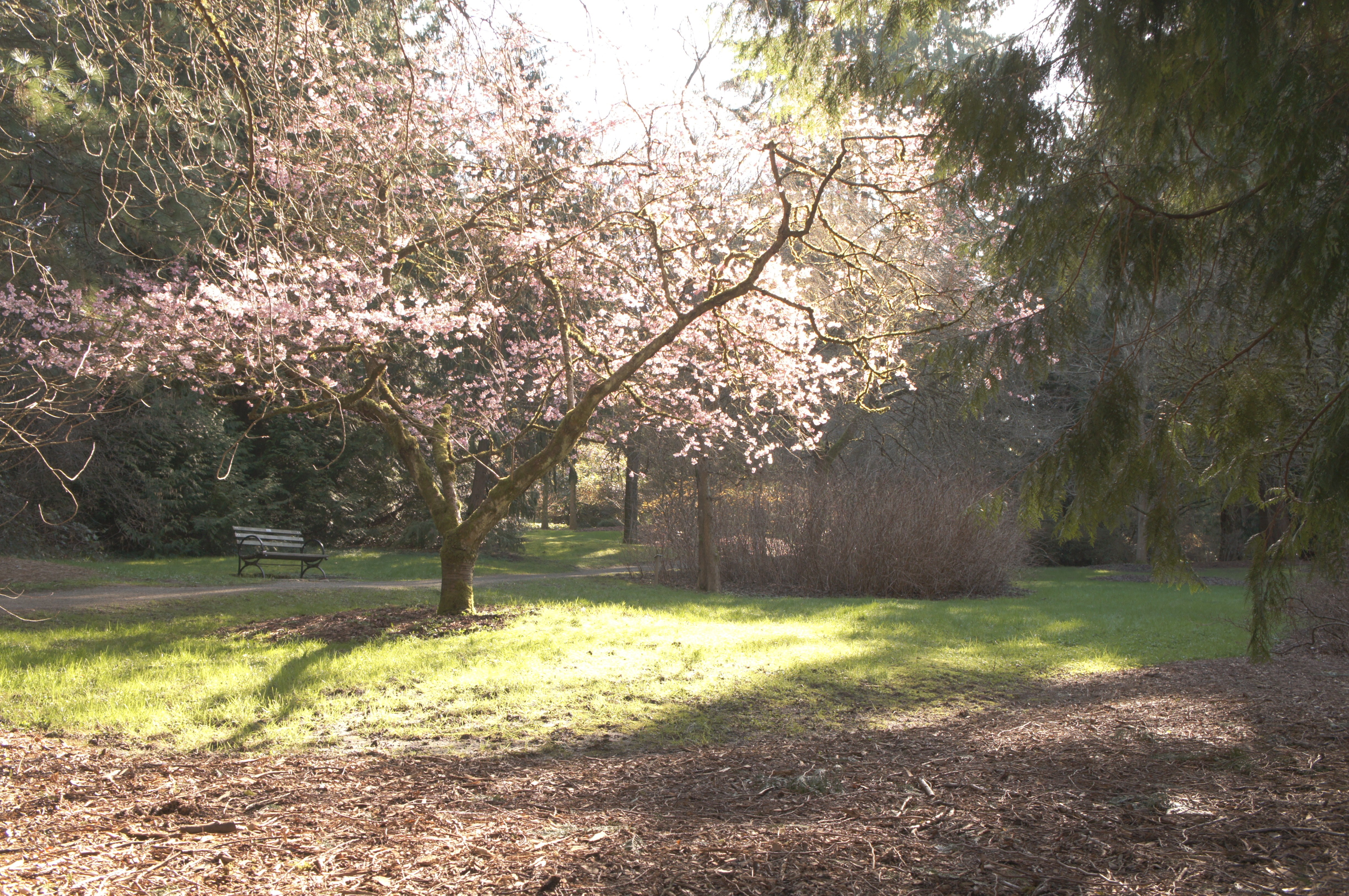 Cherry blossom tree in a park with a bench HD Wallpaper