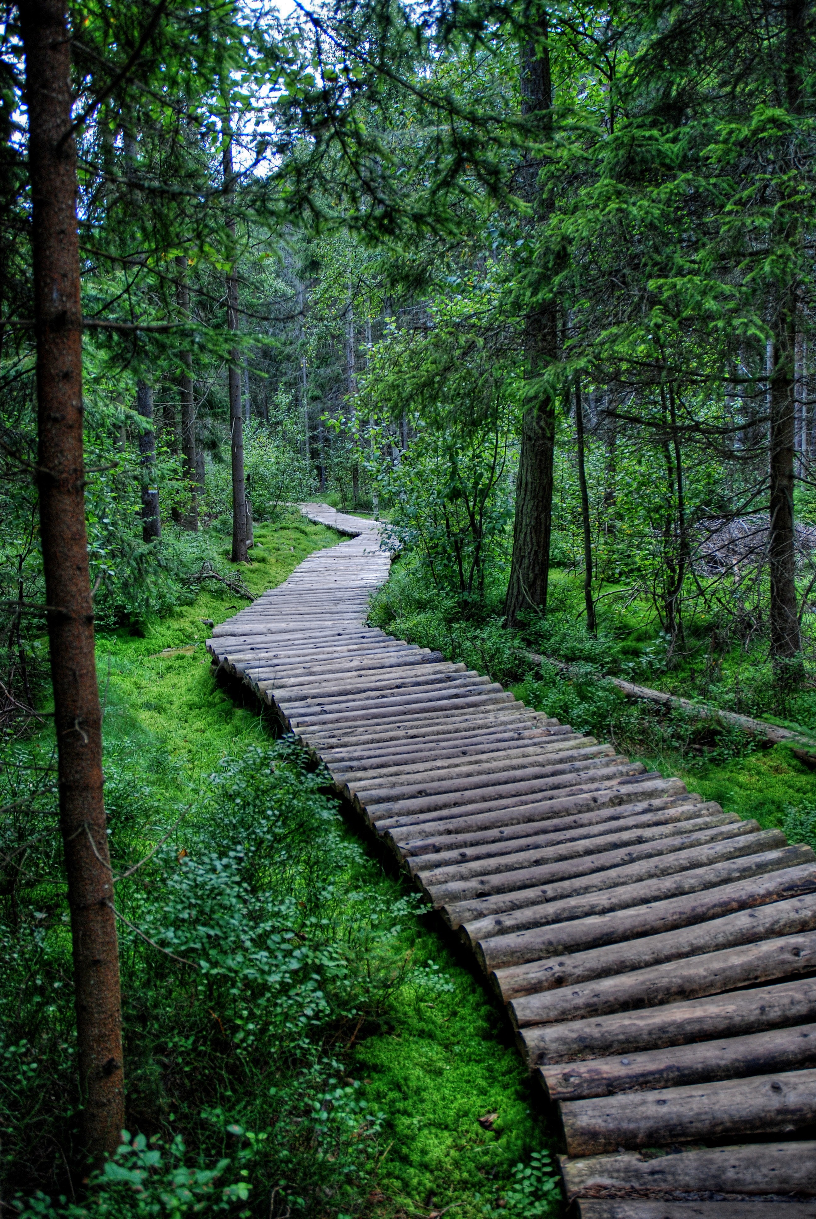 Wooden walkway through a green forest HD Wallpaper