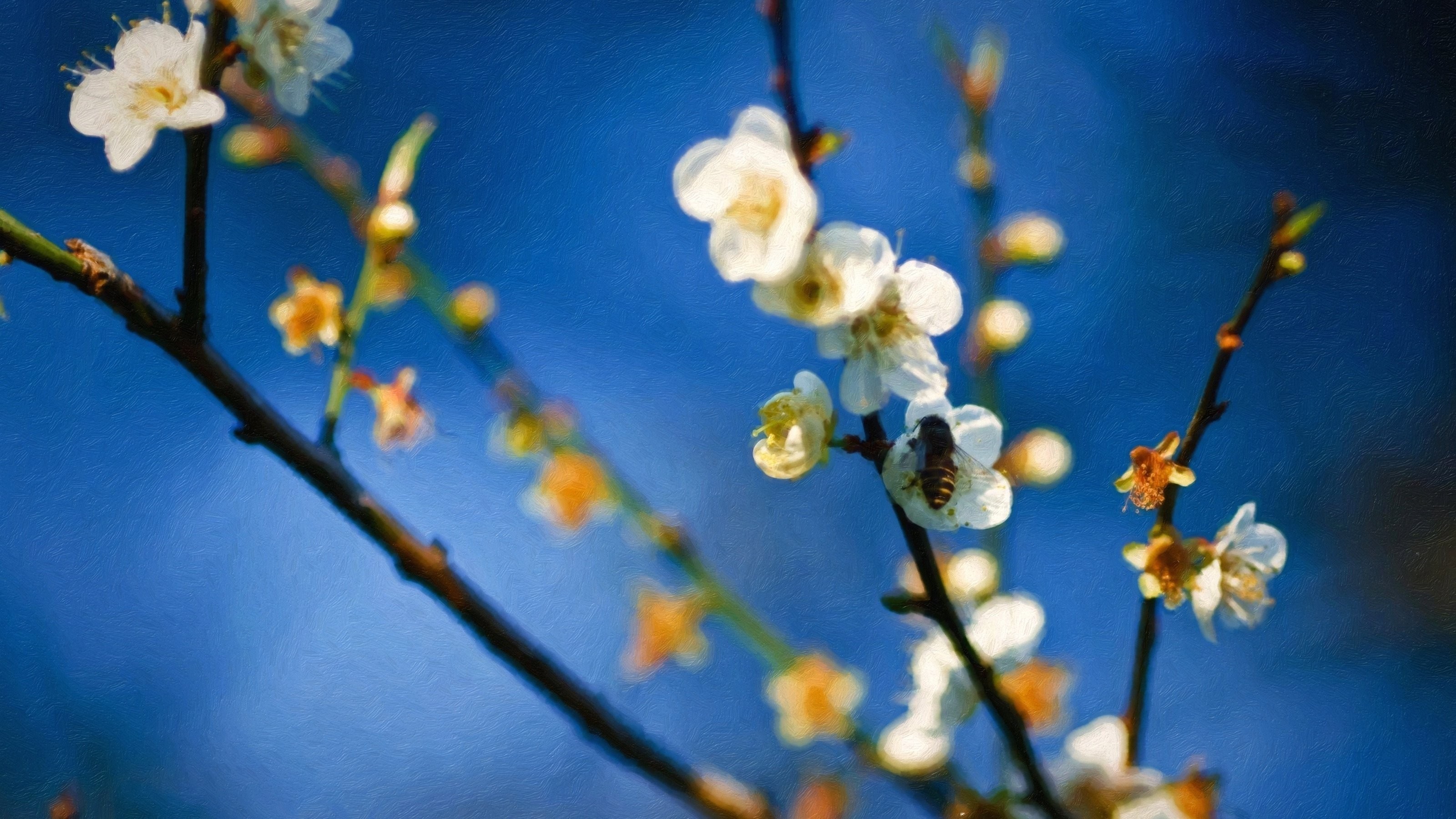 Bee on a blooming plum branch with blue background HD Wallpaper