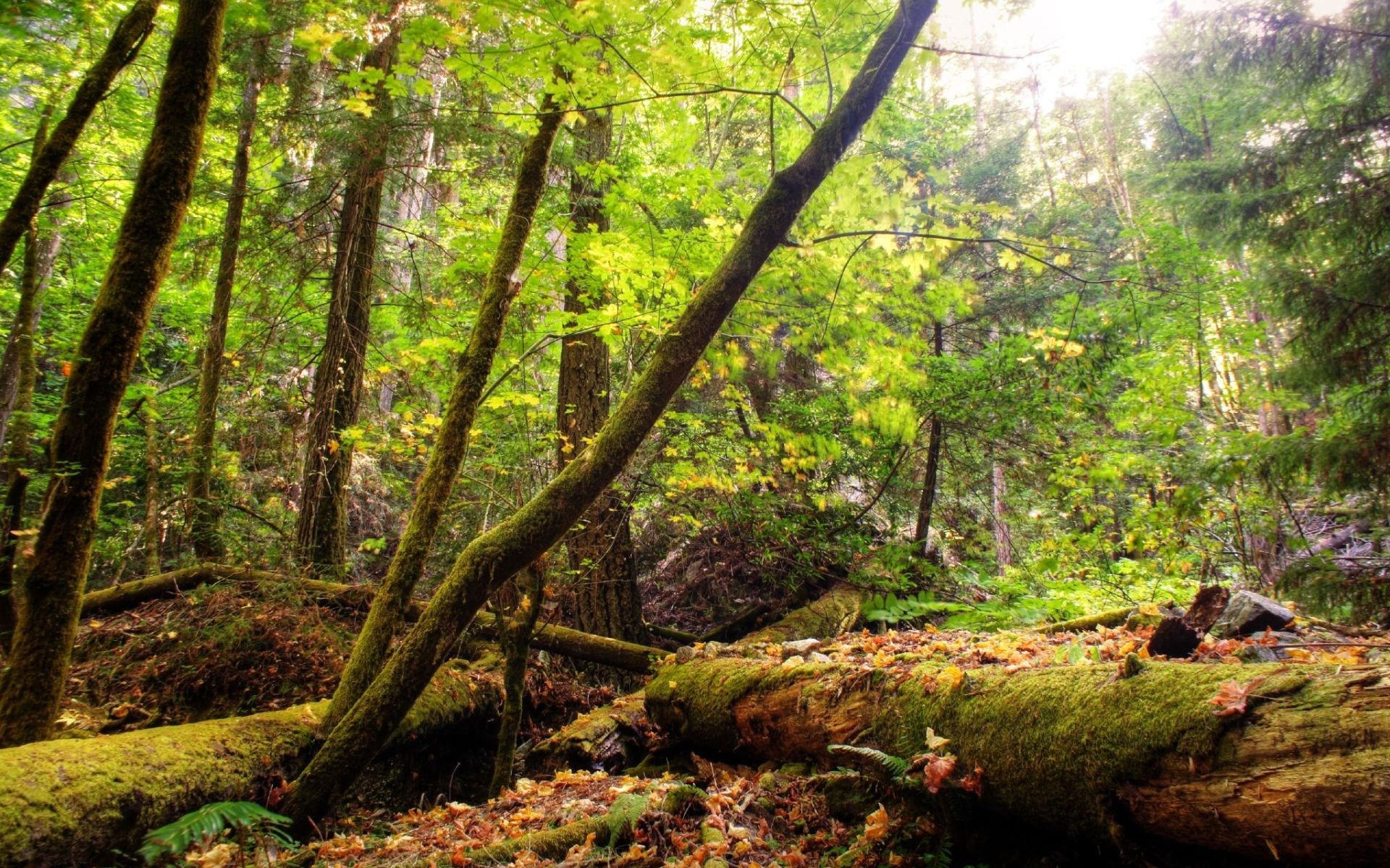Moss-covered fallen trees in a sunlit forest HD Wallpaper