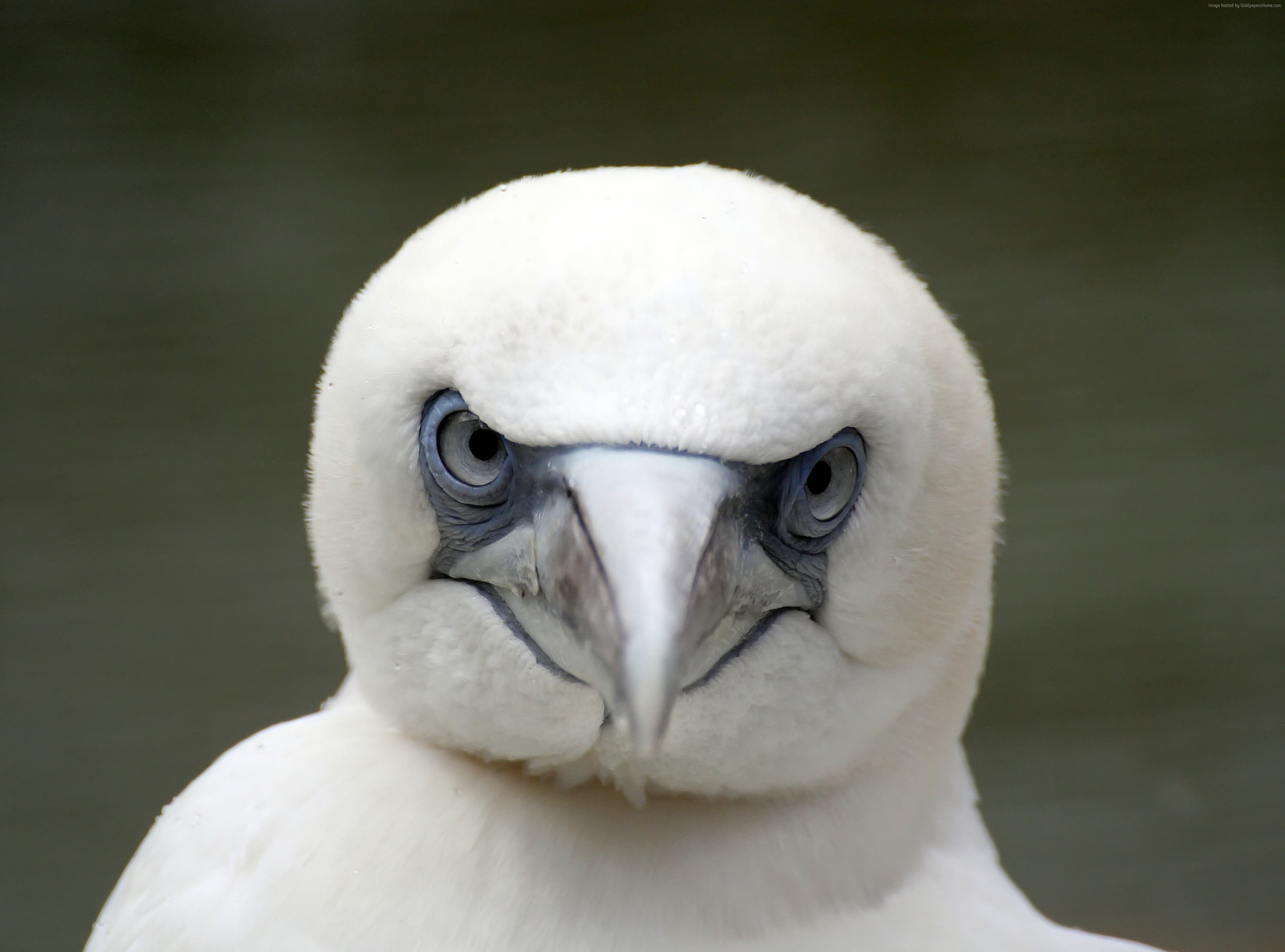 Close up of a white bird with blue eyes HD Wallpaper