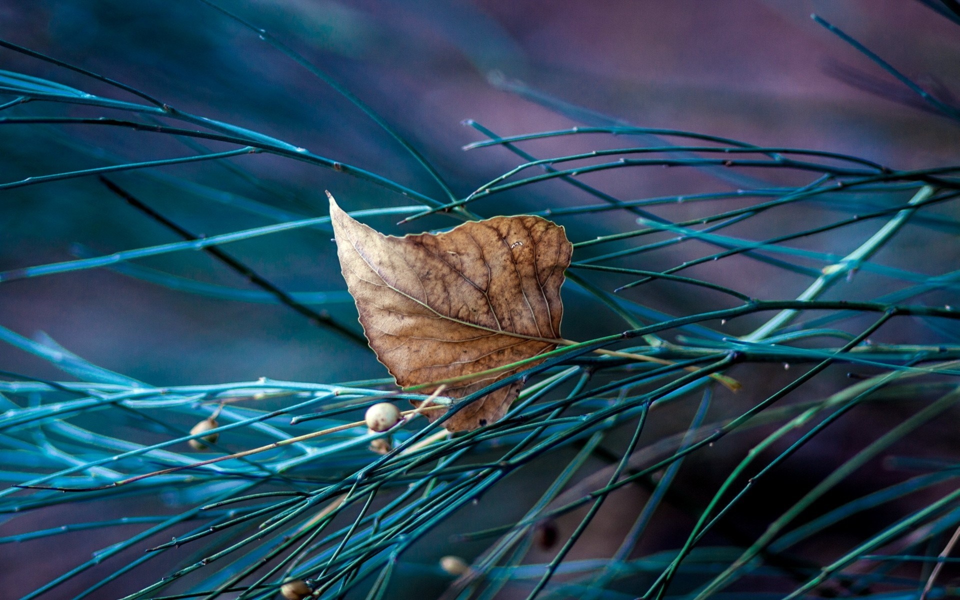 Brown leaf on blue branches HD Wallpaper