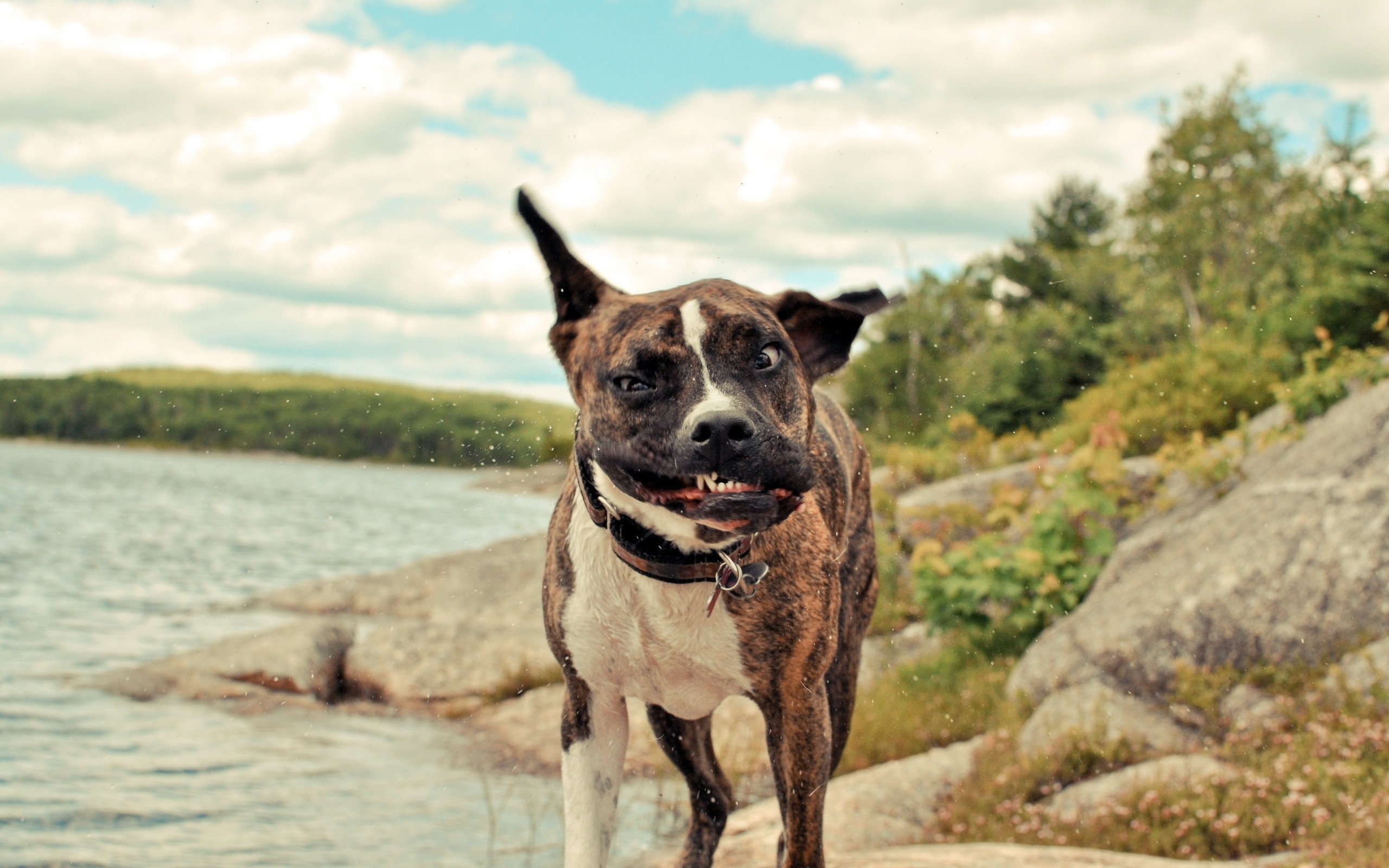 Brindle dog shaking water off by a lake HD Wallpaper