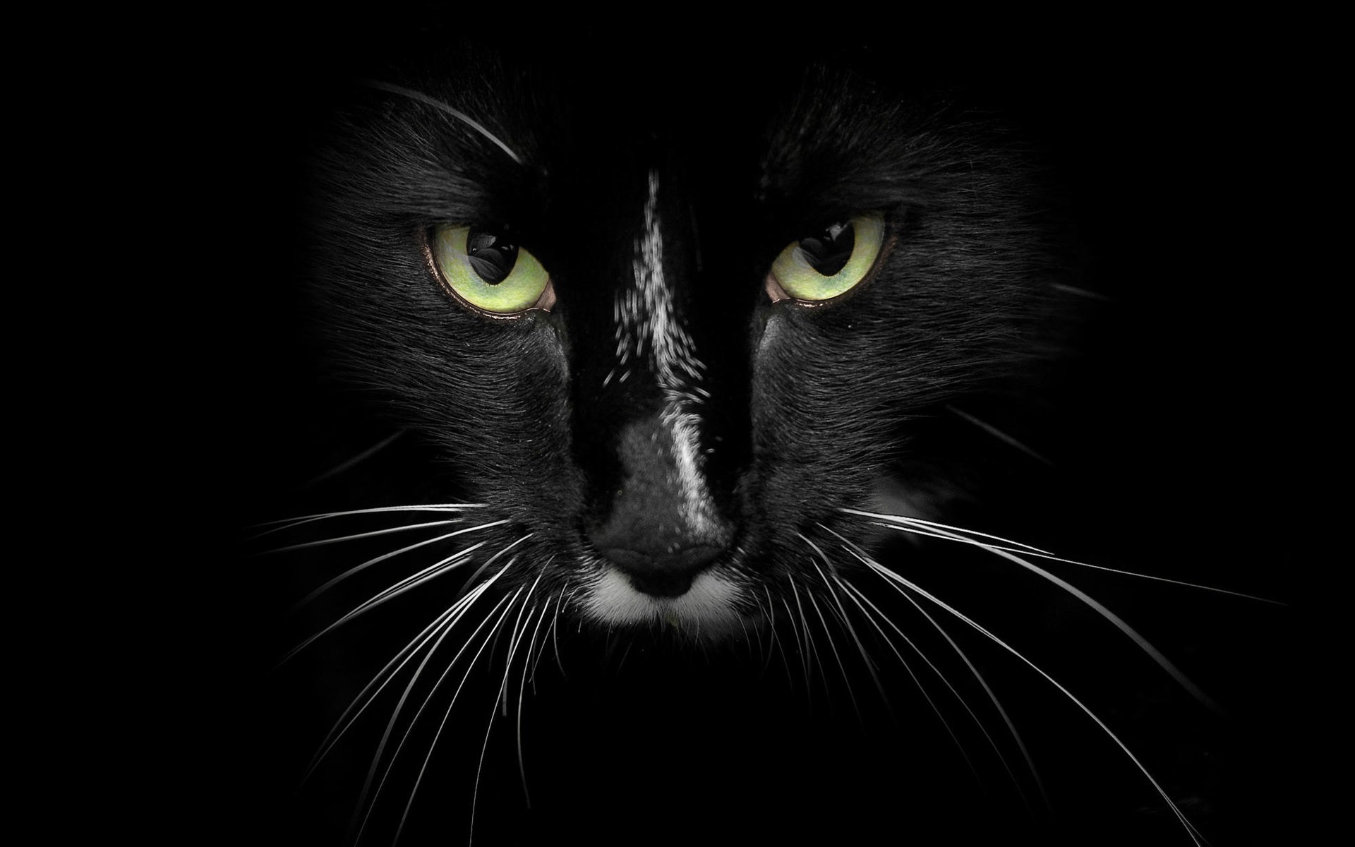 Close up of a black cat's face with green eyes HD Wallpaper