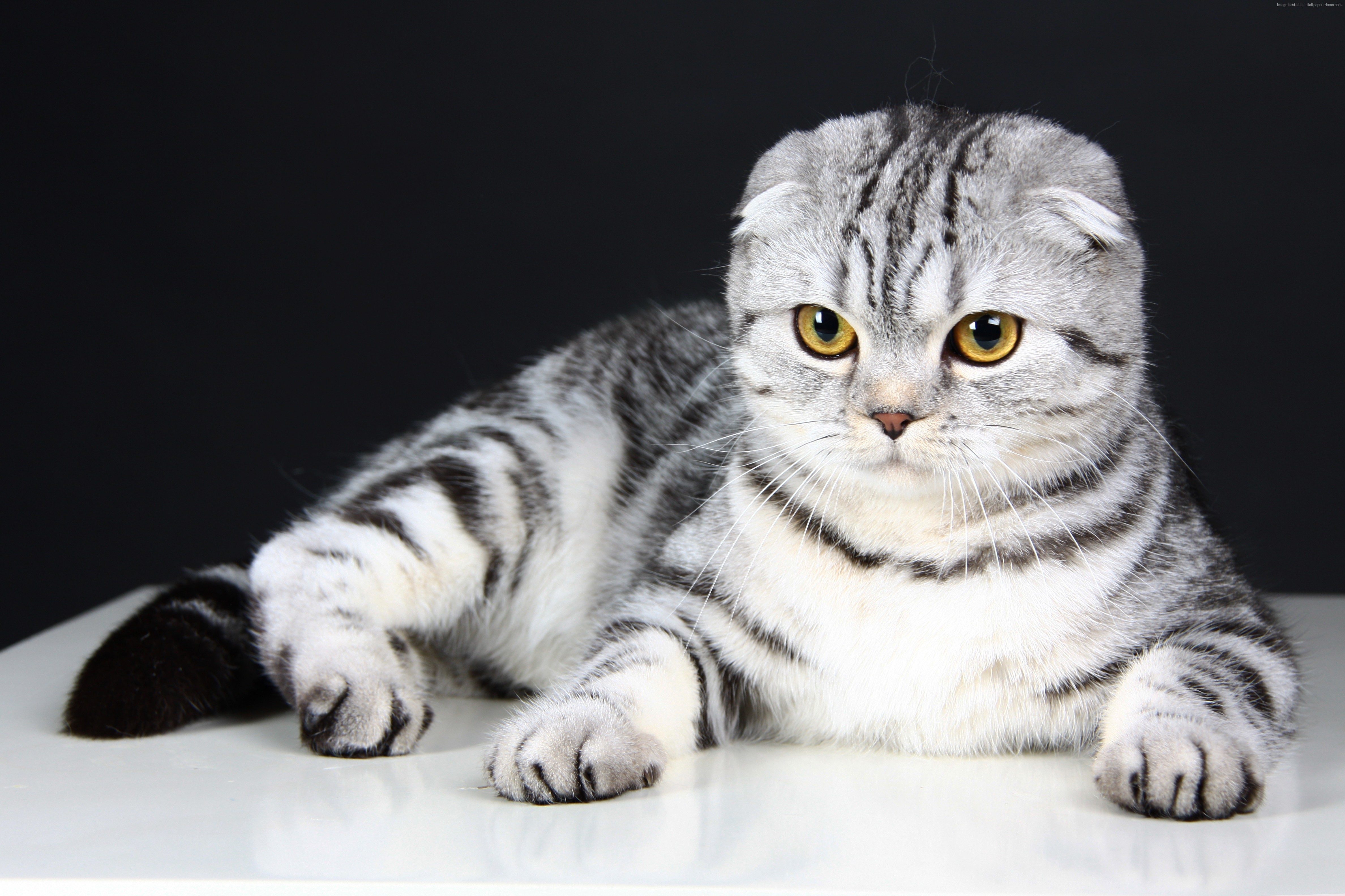 340027 Scottish Fold Cat Kitten Animal Animals 4k Wallpaper Rare 340027 Scottish Fold Cat Kitten Animal Animals 4k Wallpaper Rare