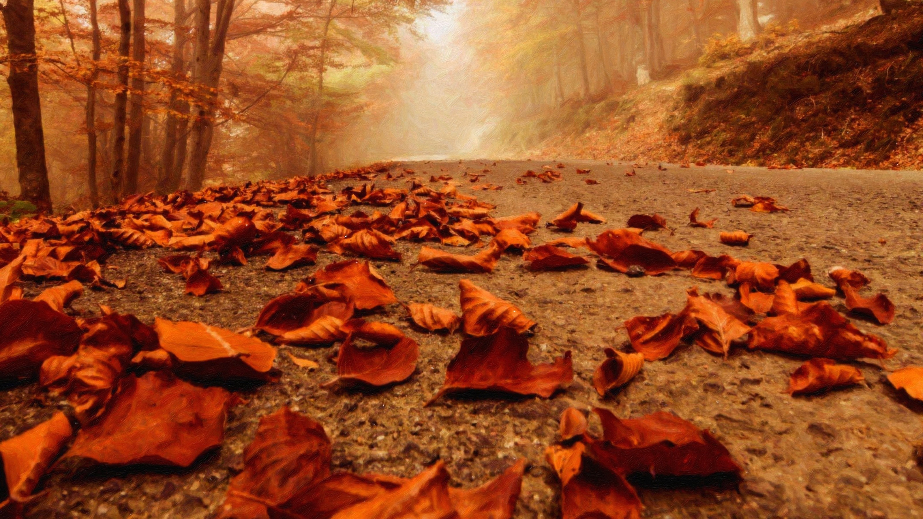Autumn forest path covered in fallen leaves HD Wallpaper
