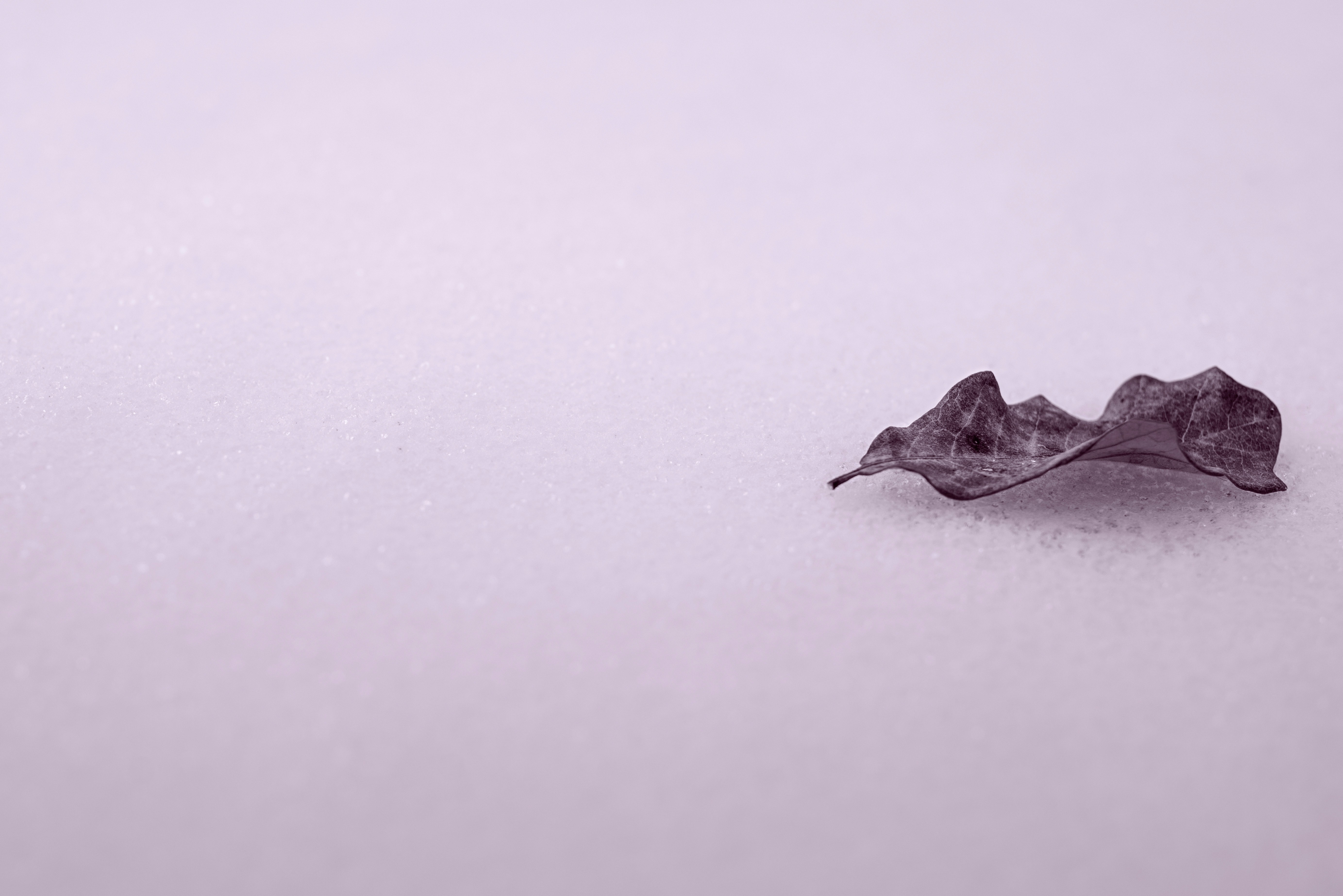 A single dry leaf on a white surface HD Wallpaper