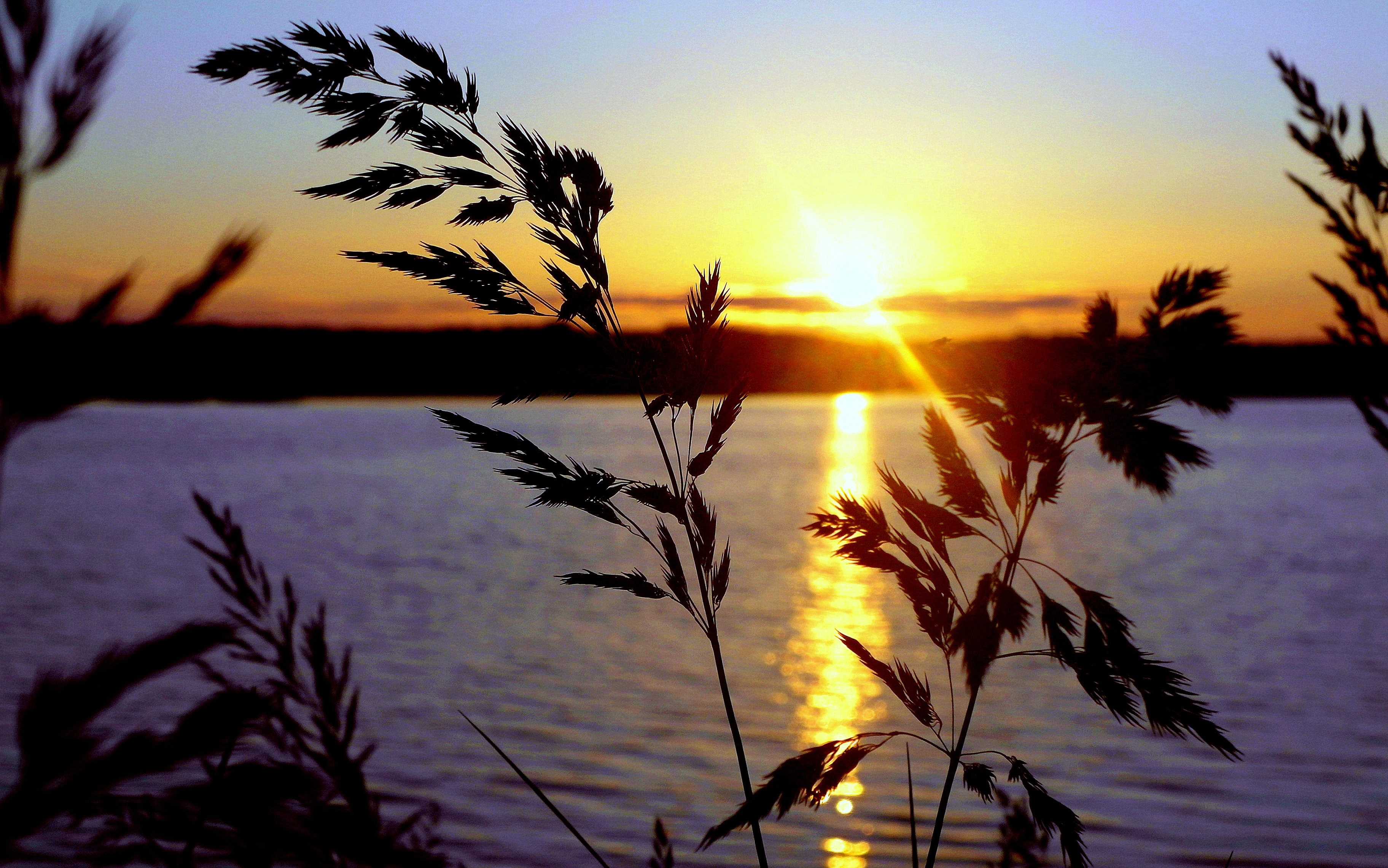 Silhouette of plants against a sunset over water HD Wallpaper