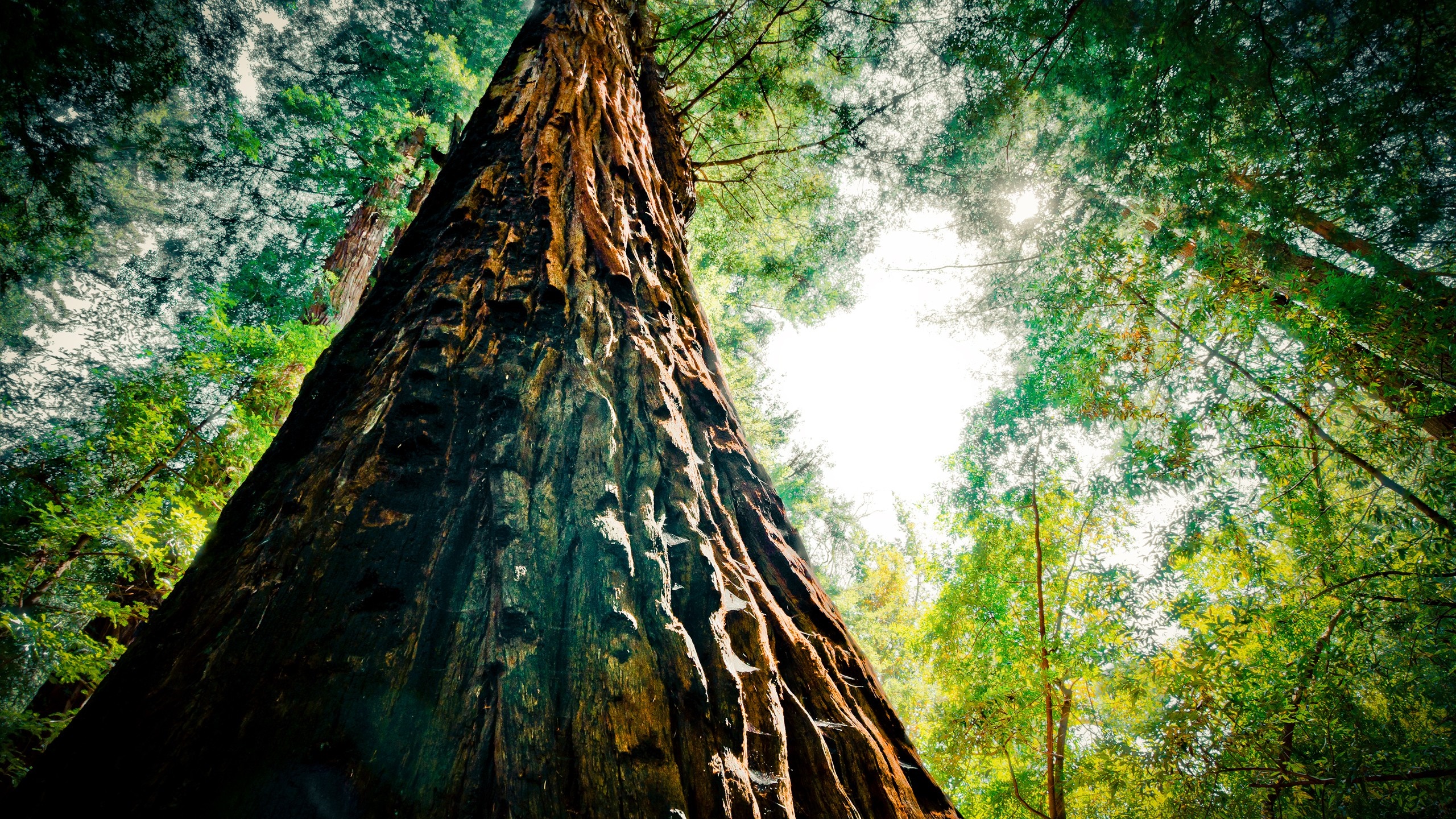 Giant redwood tree in a sunlit forest HD Wallpaper