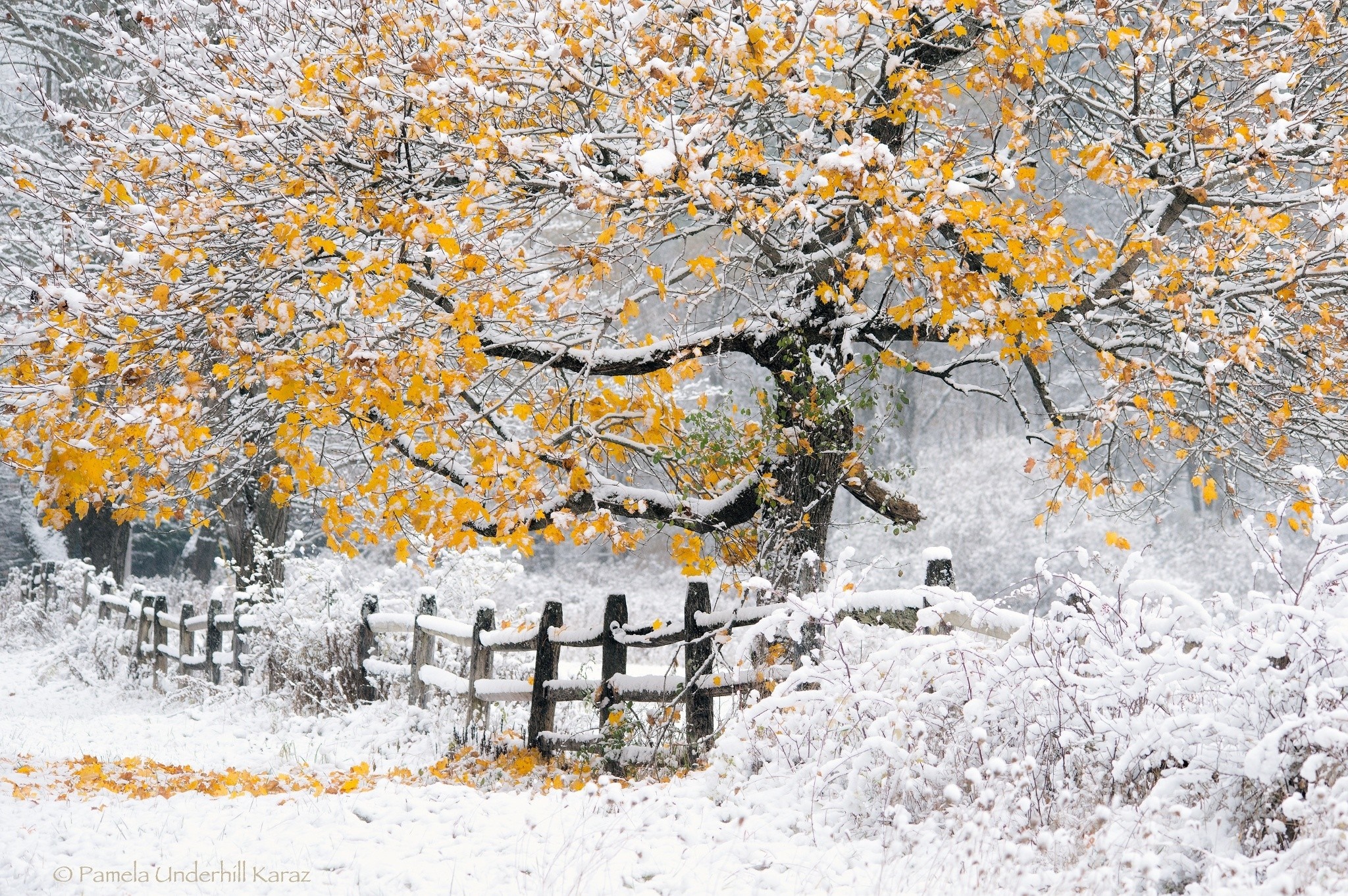 Autumn tree with yellow leaves covered in snow and a wooden fence HD Wallpaper