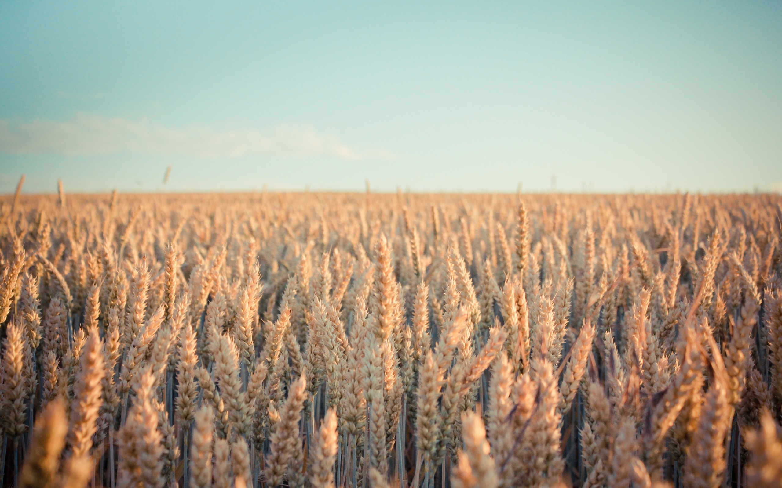 Wheat field under a clear sky at sunset HD Wallpaper