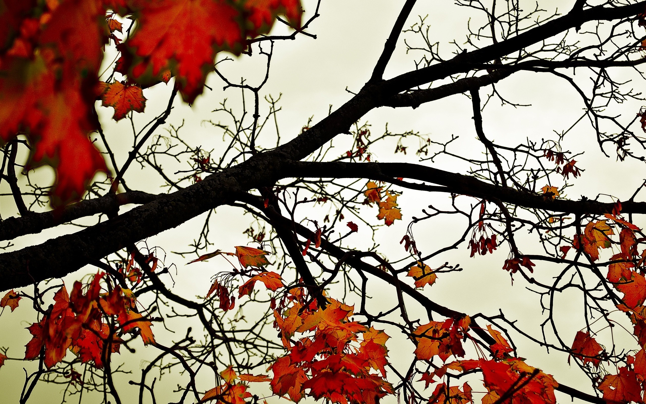 Autumn tree branches with red and orange leaves HD Wallpaper