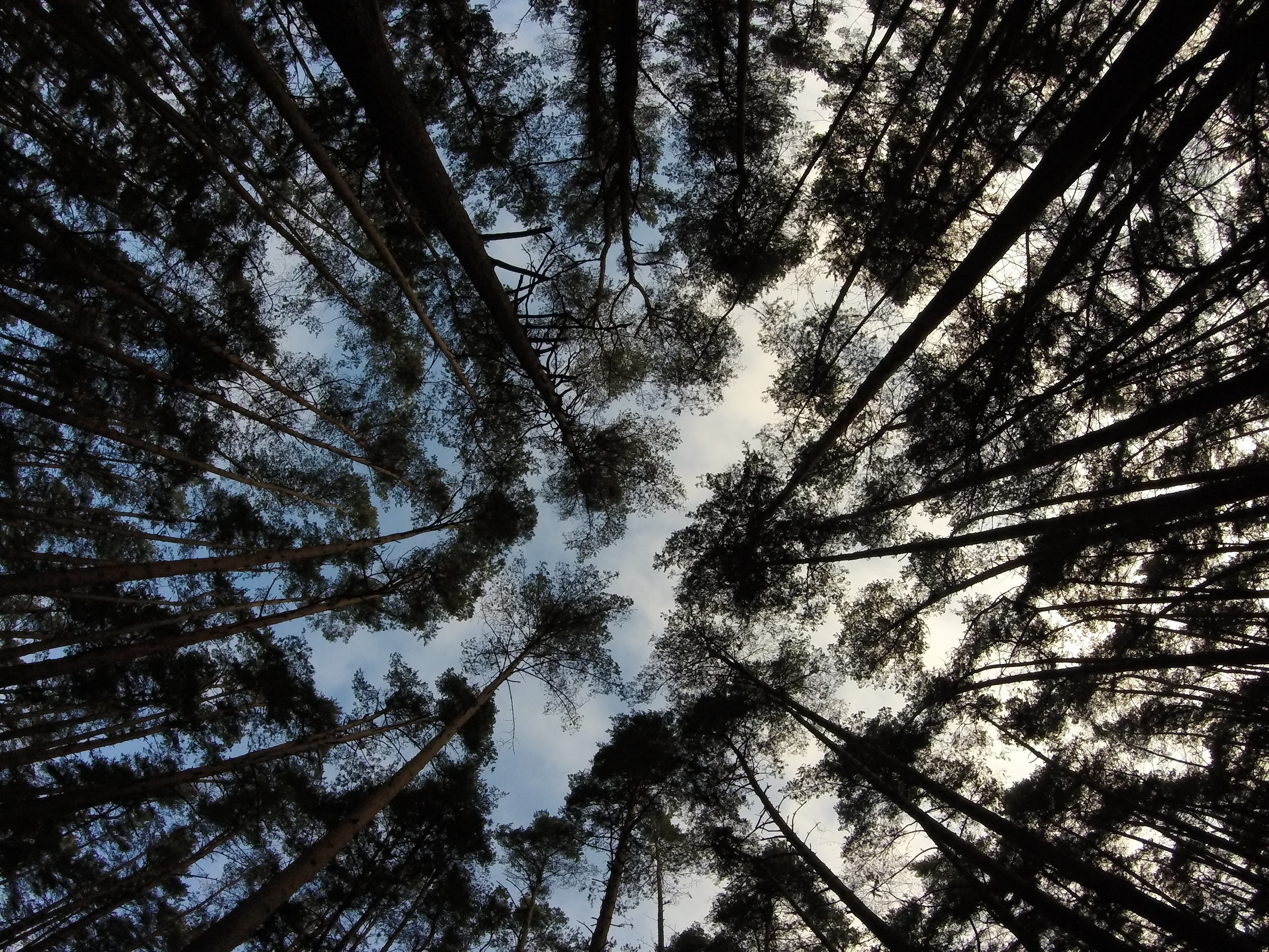 Looking up through tall pine trees towards the sky HD Wallpaper