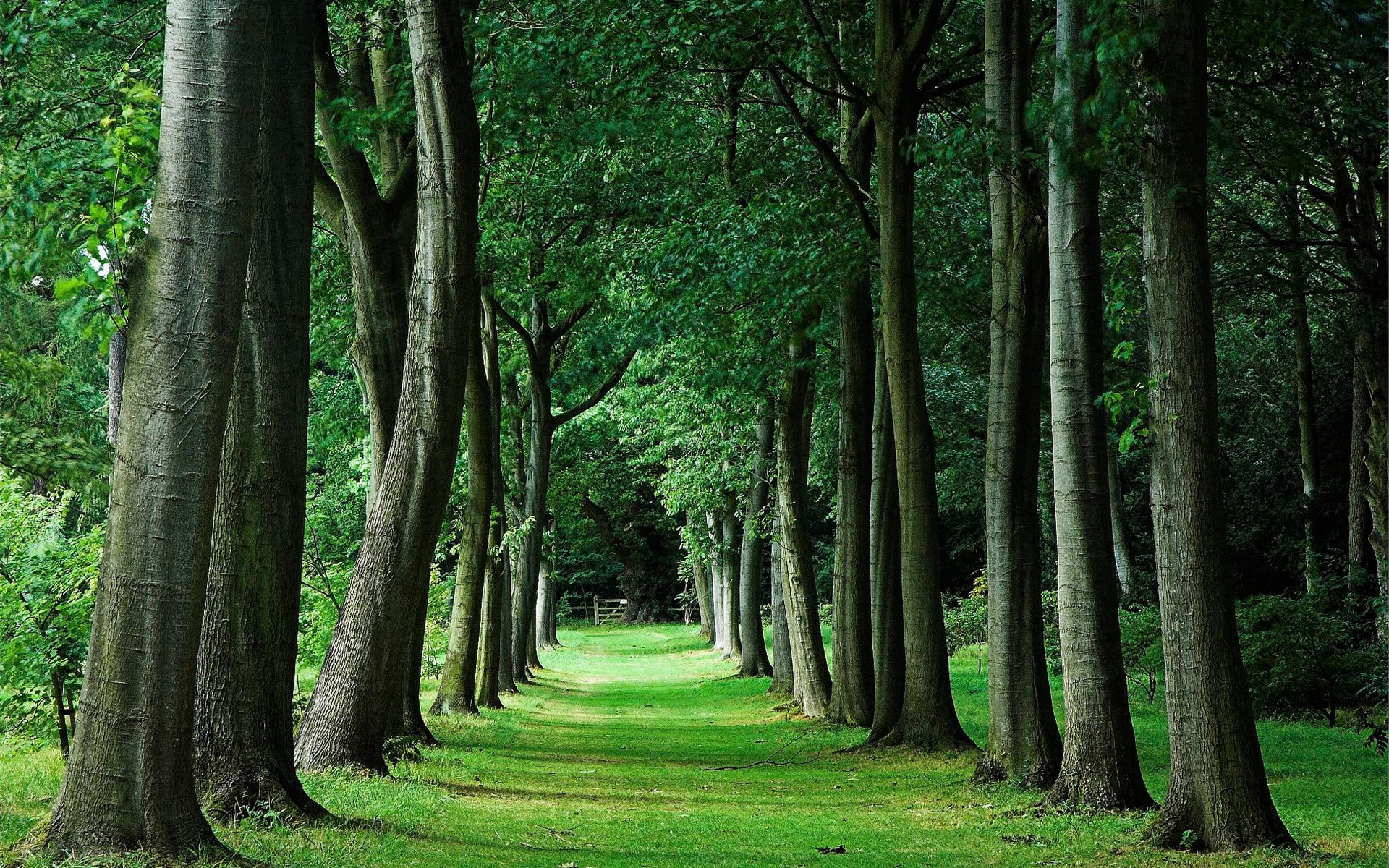 A pathway through a dense forest with tall trees HD Wallpaper