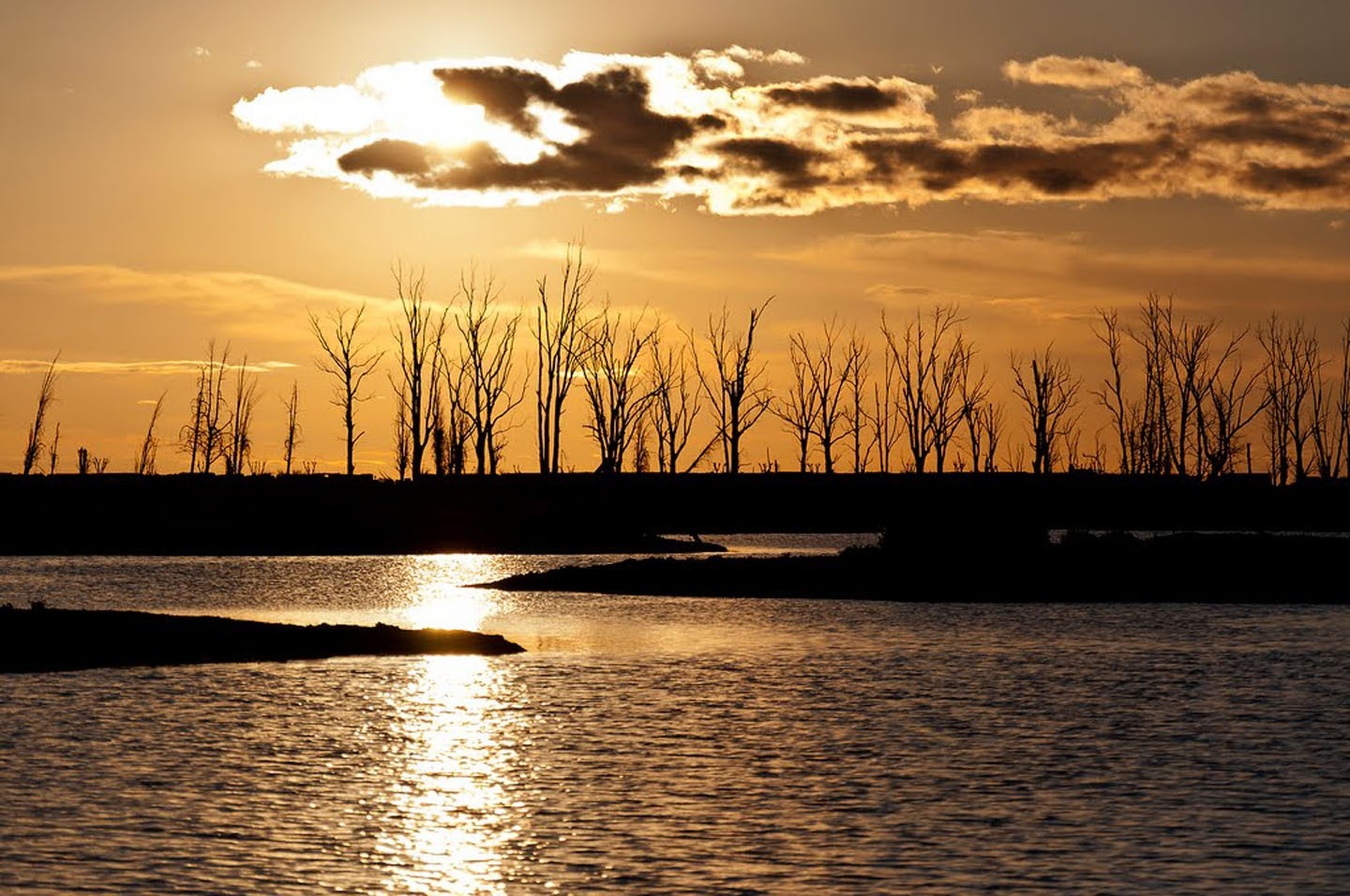 Silhouetted trees at sunset over a lake HD Wallpaper