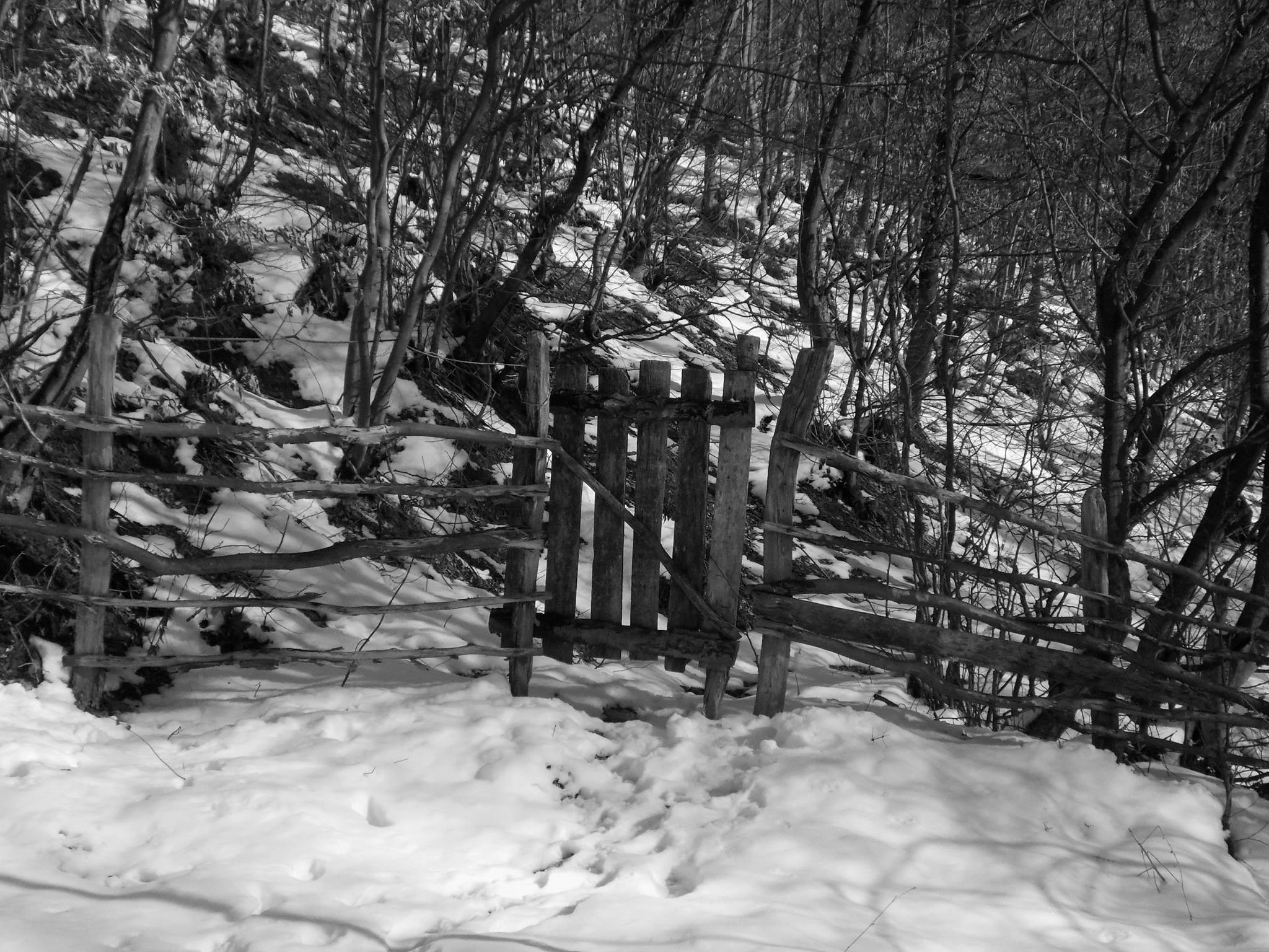 Wooden gate and fence in a snowy forest HD Wallpaper