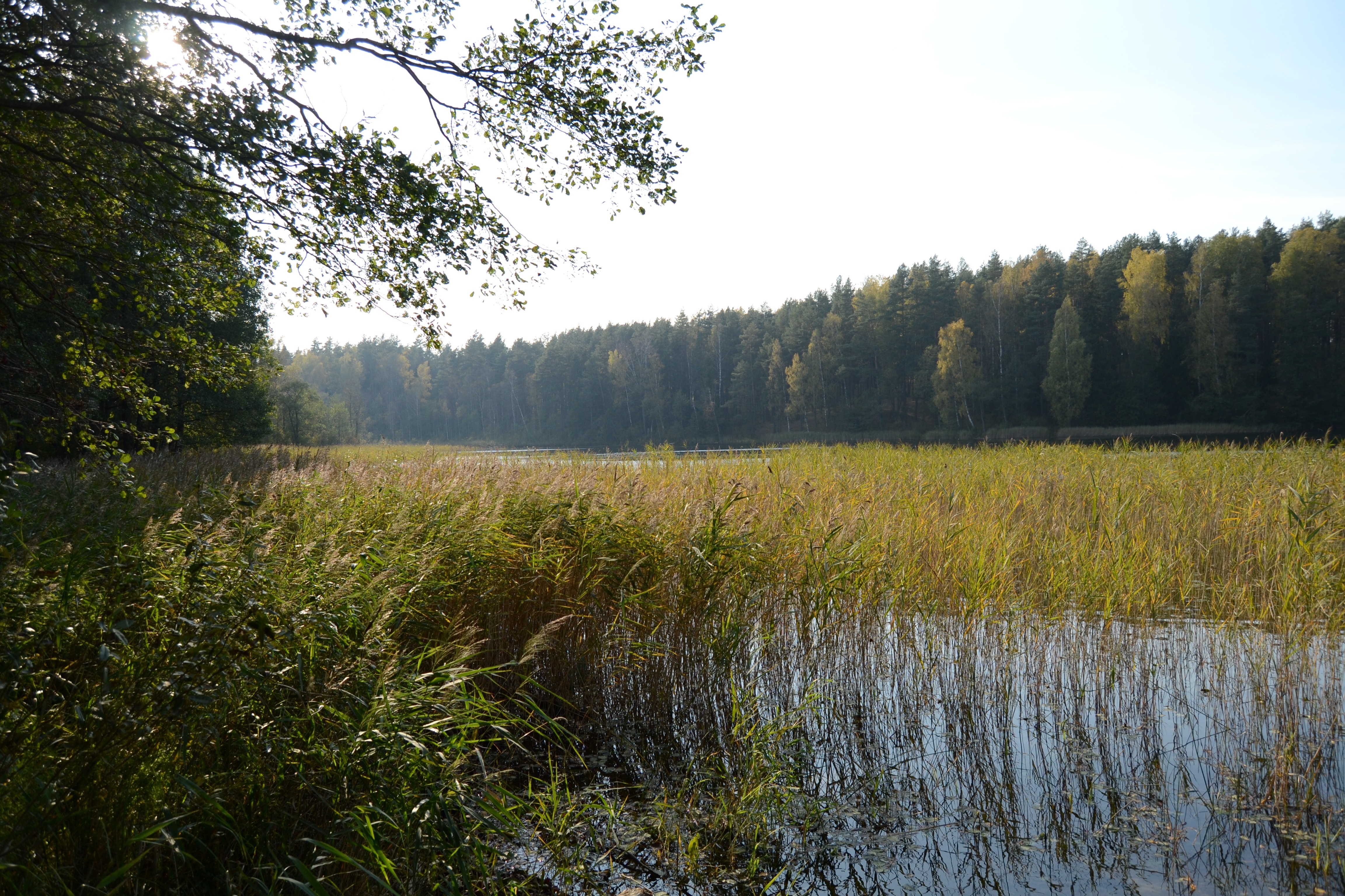 Lake with reeds and forest in autumn sunlight HD Wallpaper