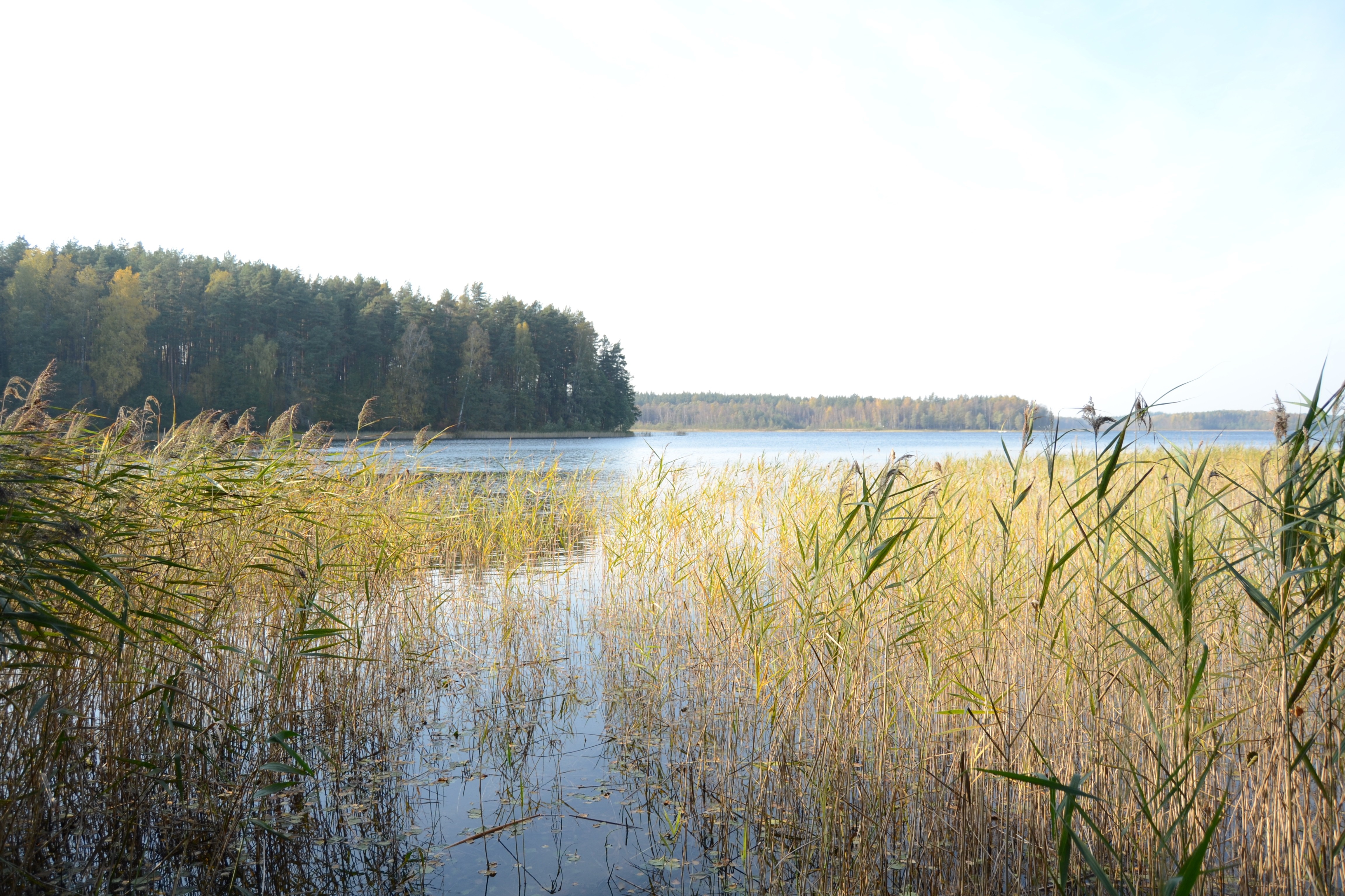 Lake with reeds and forest on the shore HD Wallpaper
