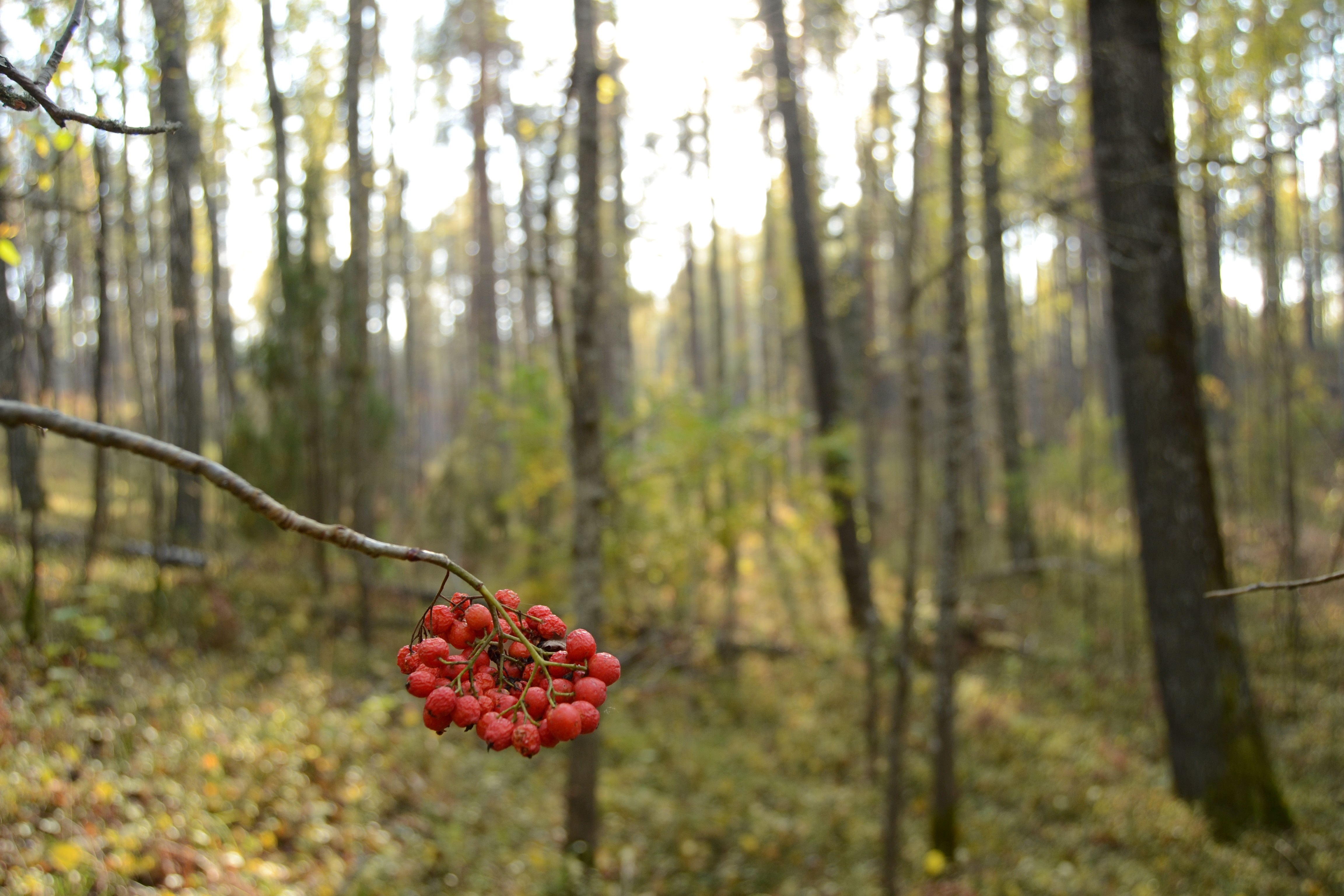 Red berries on a branch in an autumn forest HD Wallpaper