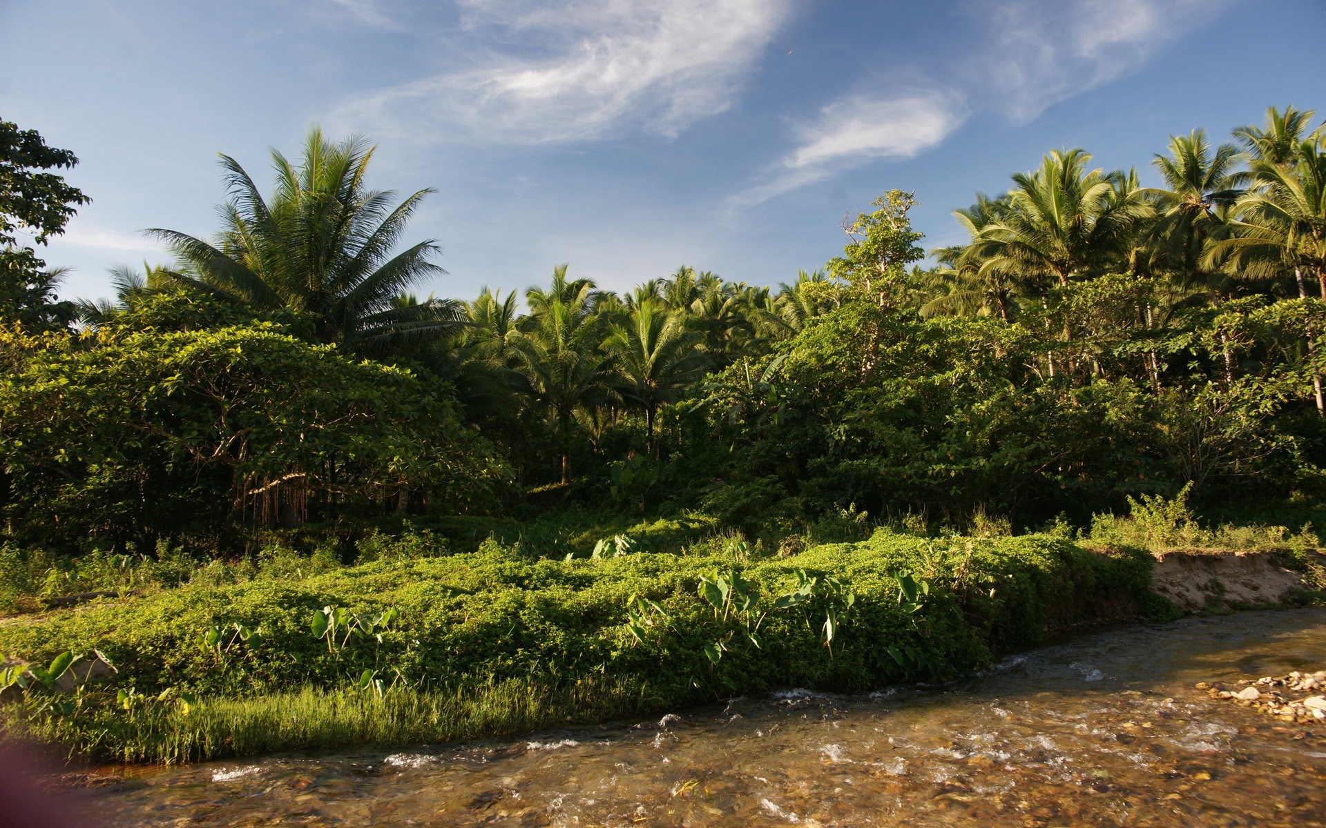 Tropical forest with palm trees and a stream HD Wallpaper