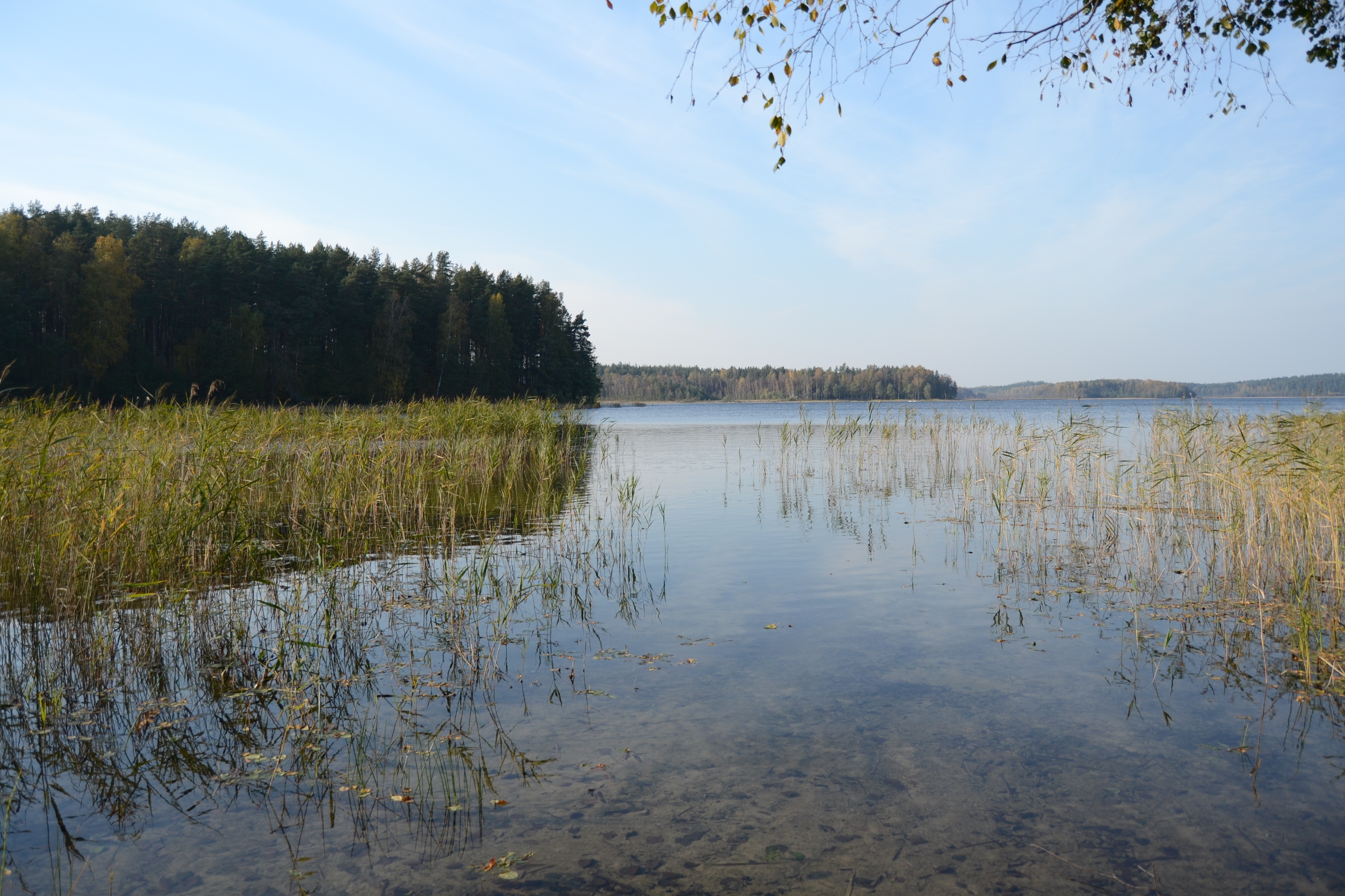 Lake with reeds and forest on a clear day HD Wallpaper