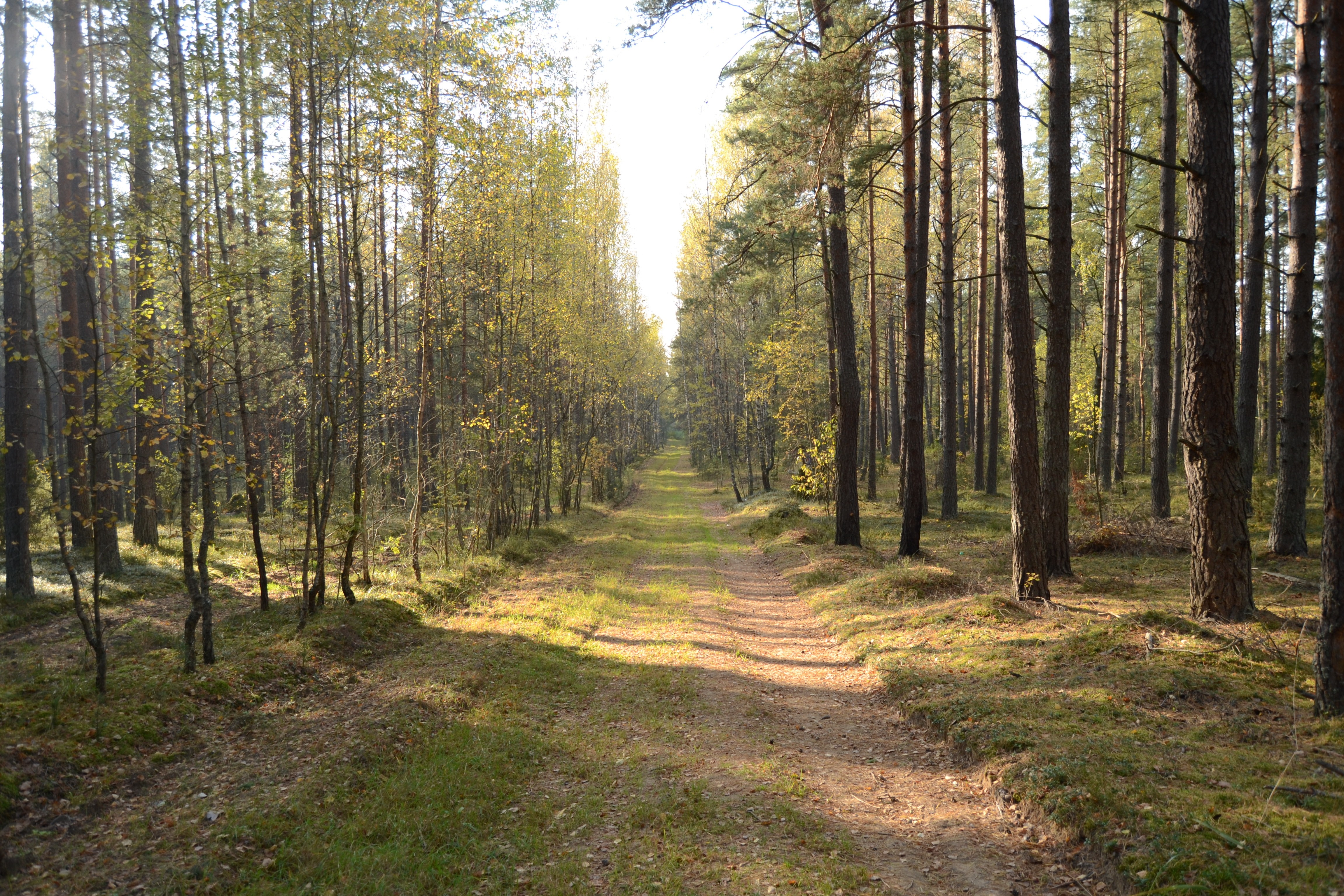 A dirt path through a sunlit forest in autumn HD Wallpaper